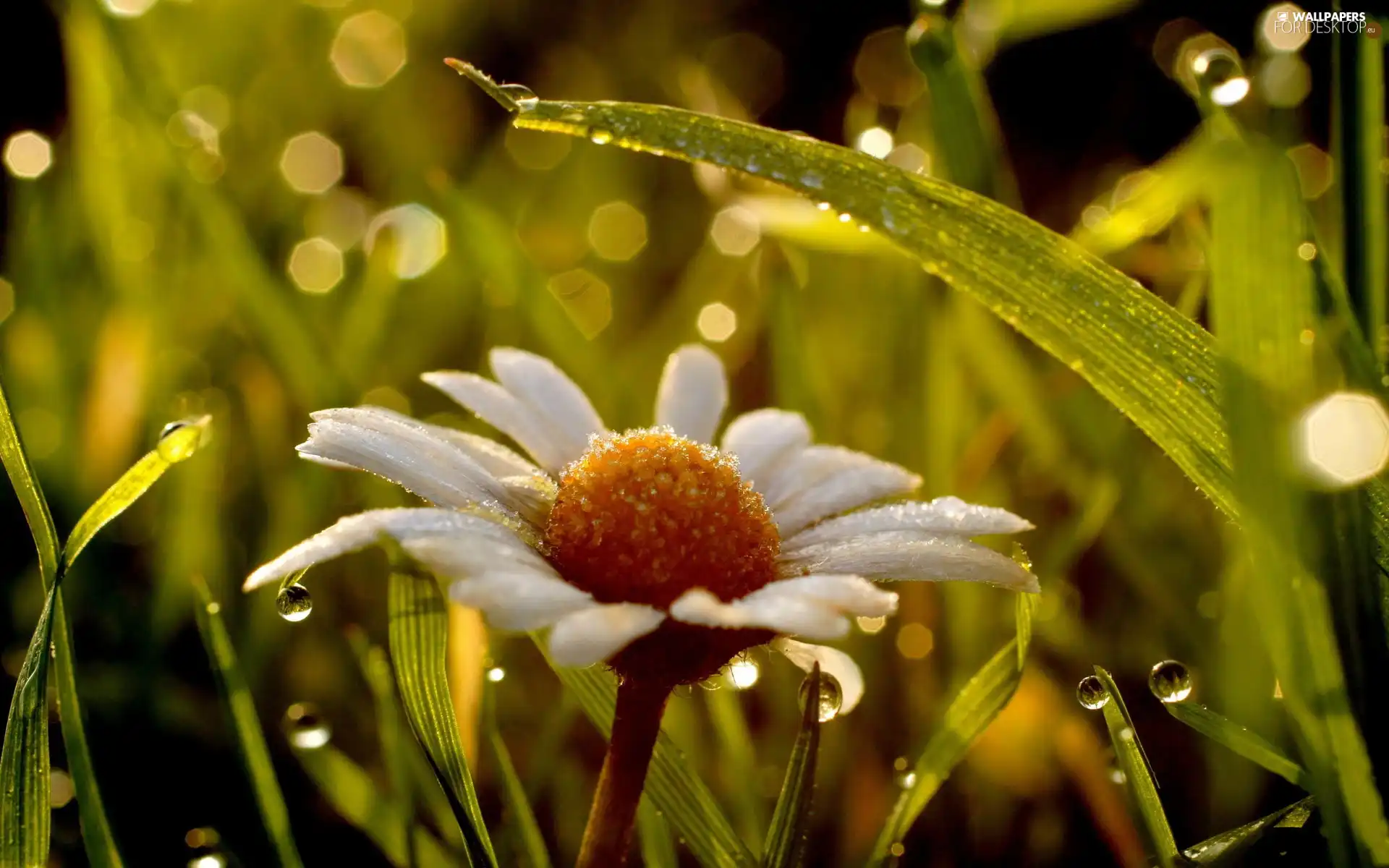 chamomile, dew