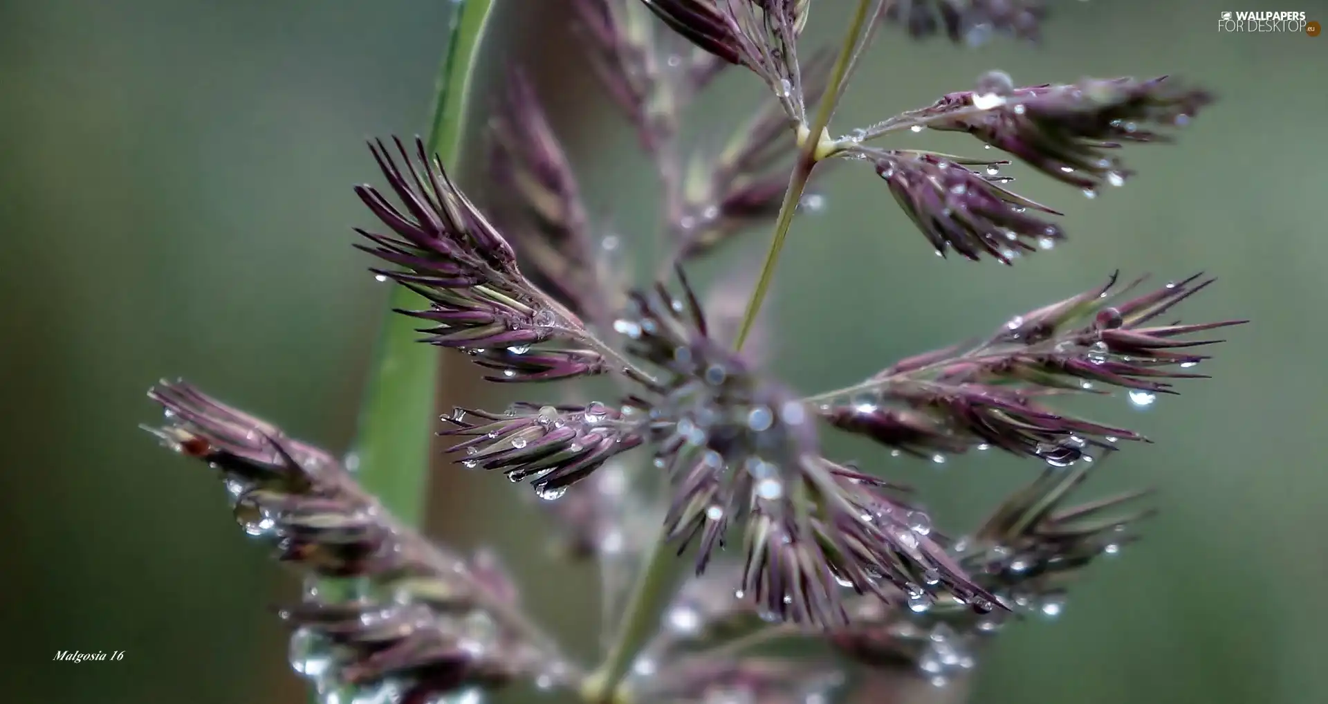 dew, Close, grass, drops, stalk