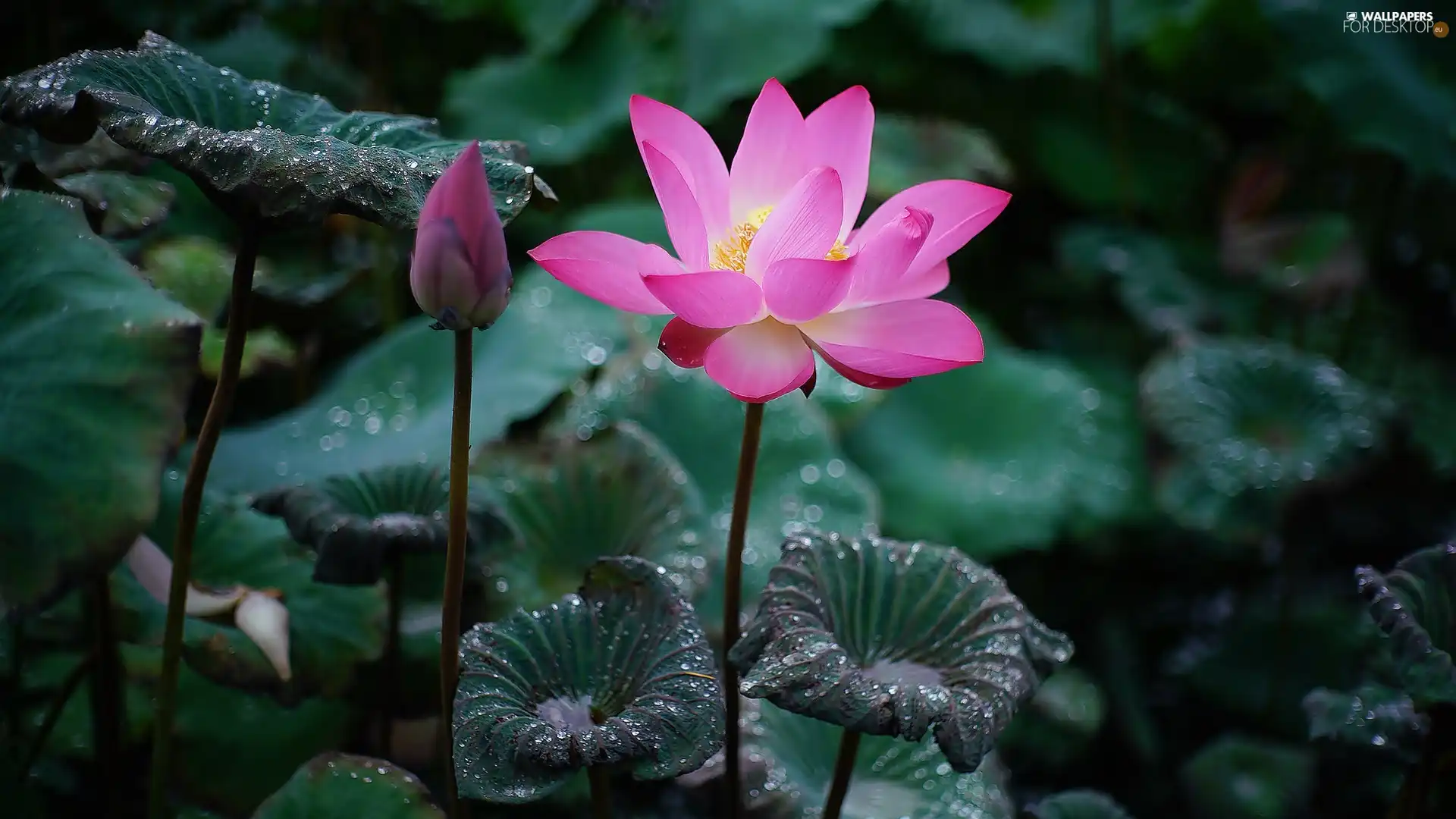 lotus, Leaf, dew, Colourfull Flowers