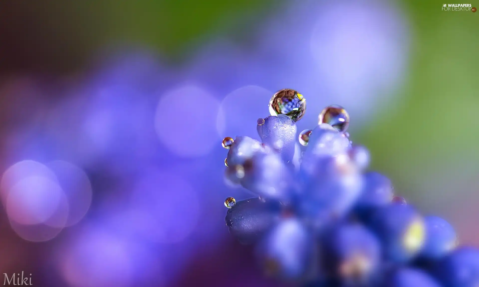 drops, Bokeh, dew, Close