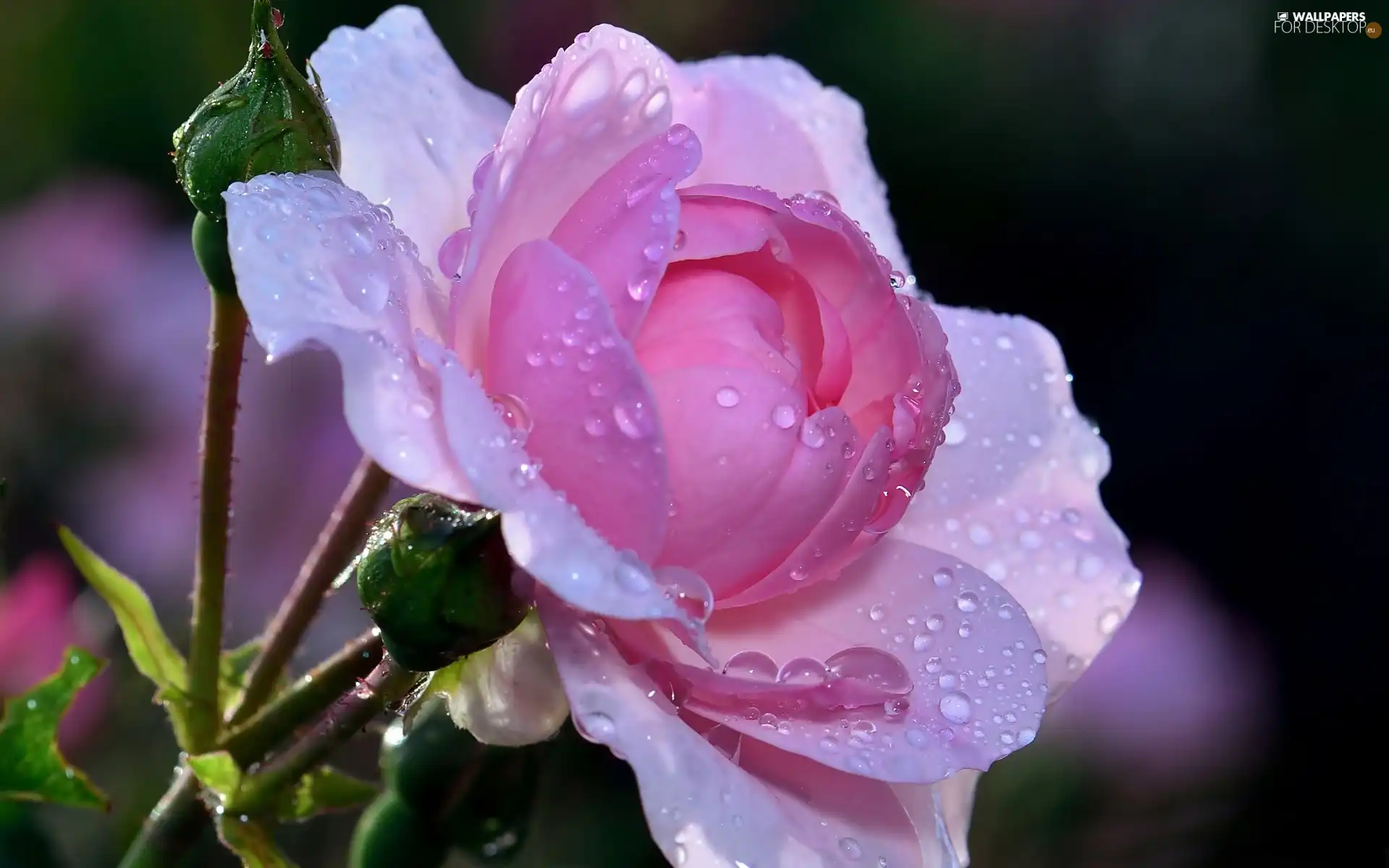 dew, rose, drops