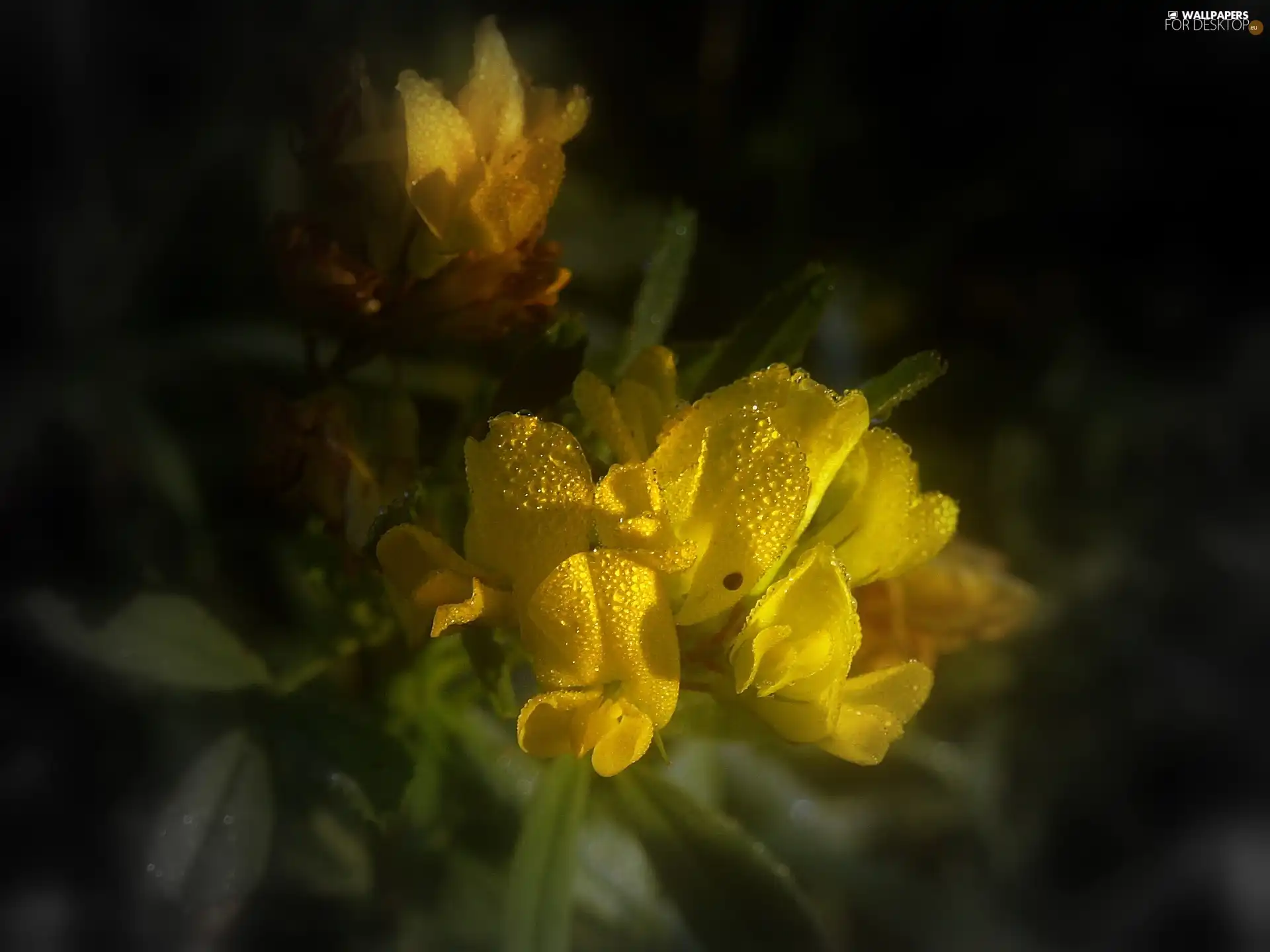dew, Yellow, Flowers