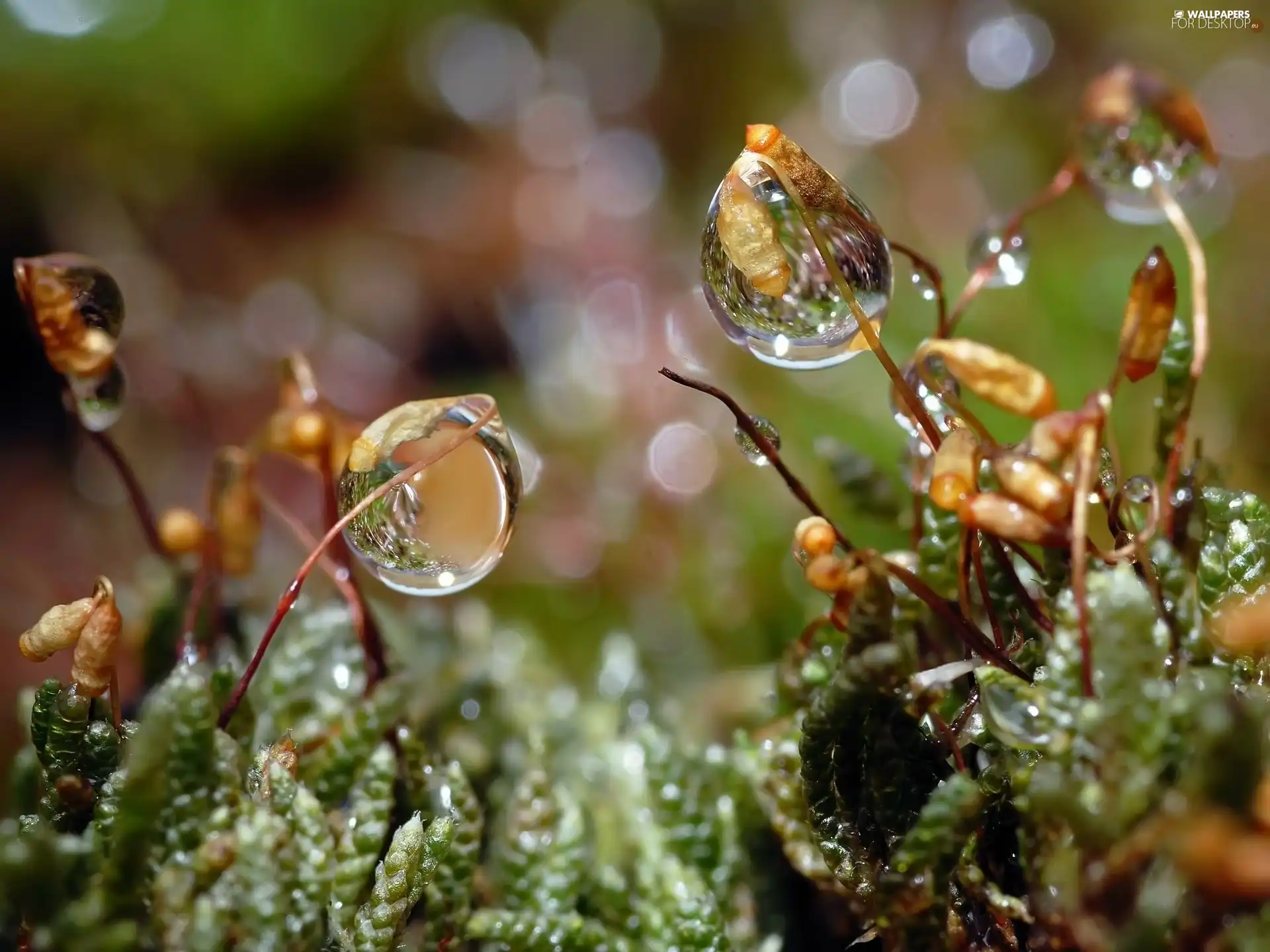 Moss, dew