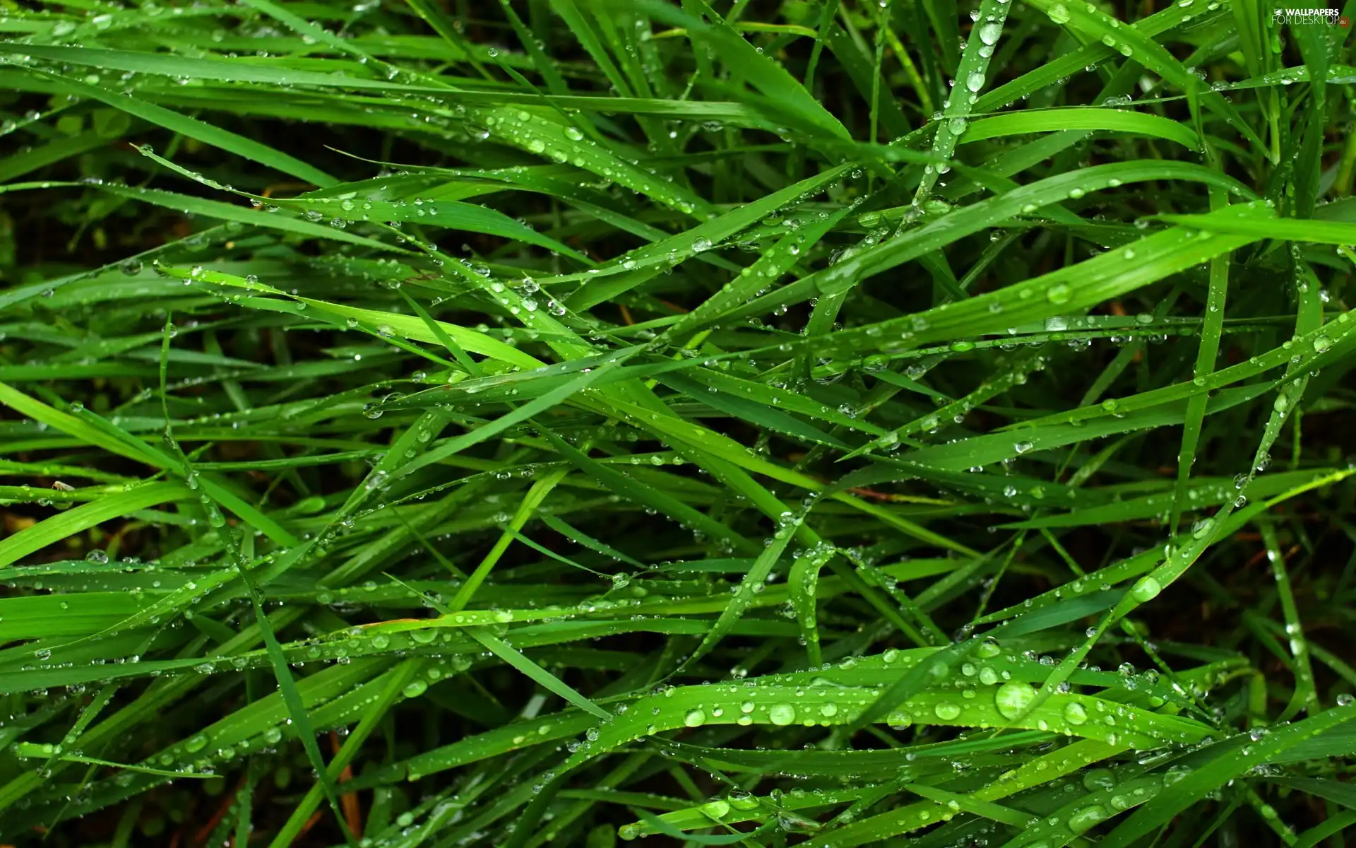 green ones, grass, dew, blades
