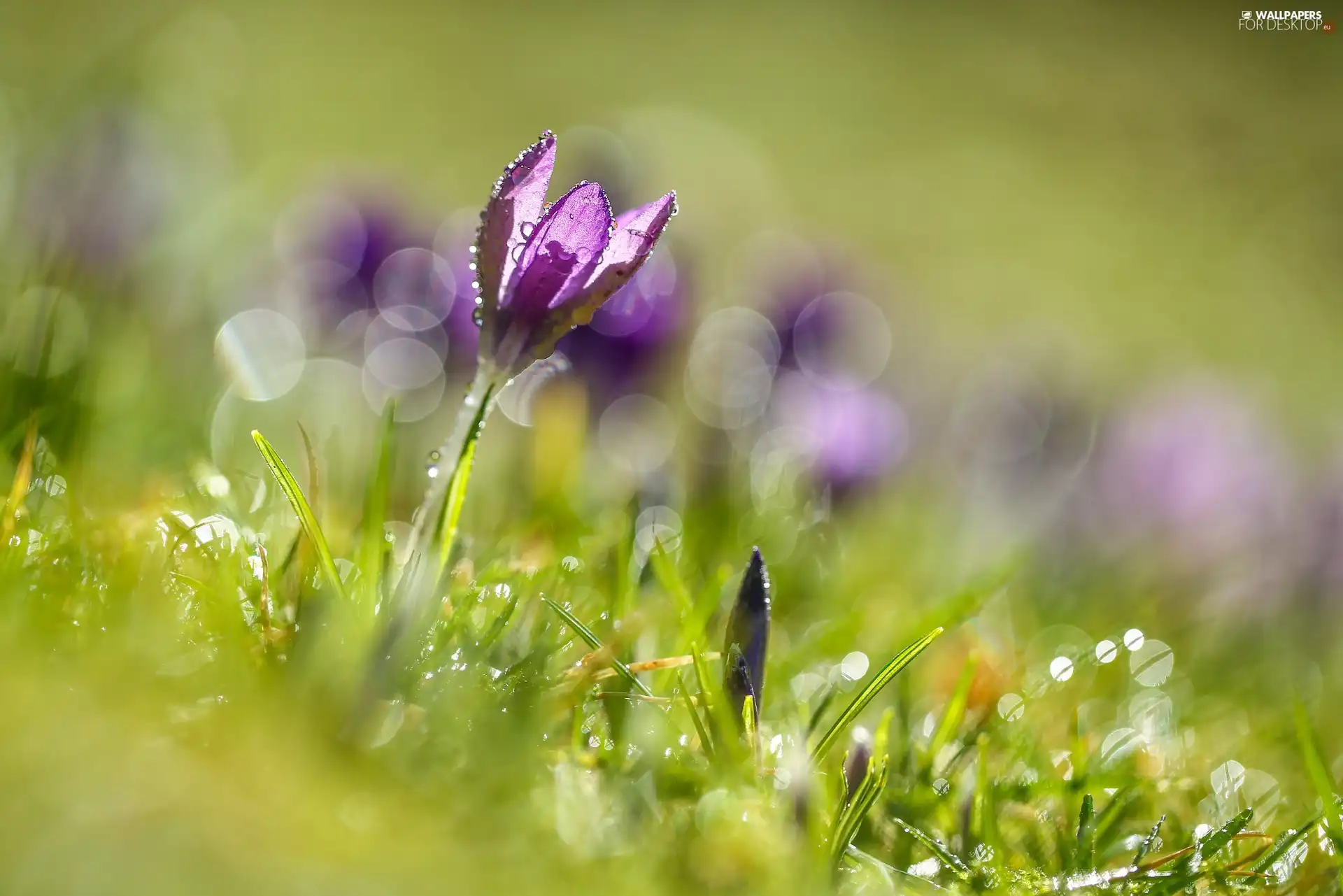 dew, rapprochement, crocus, grass, Meadow