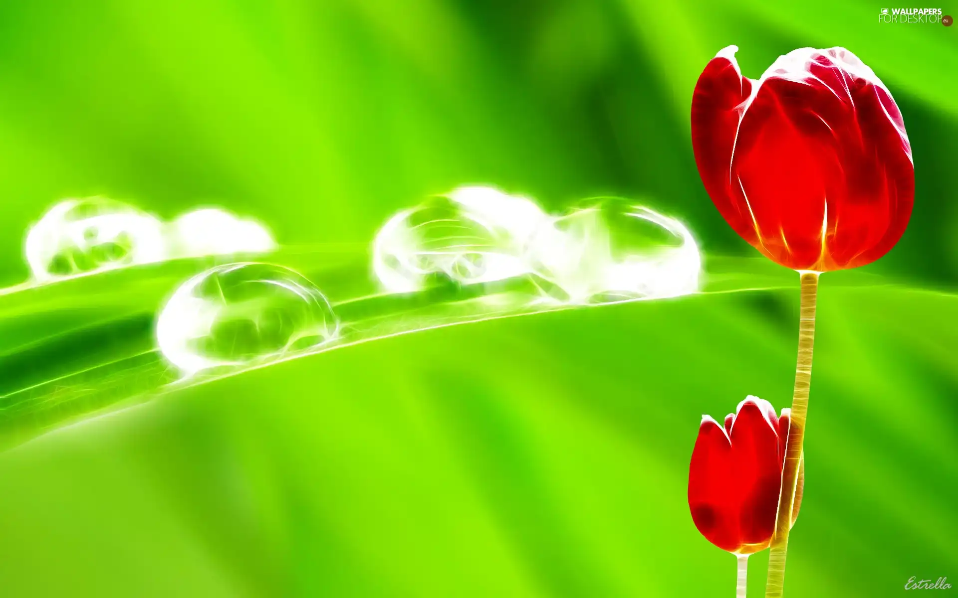 Red, grass, dew, Tulips