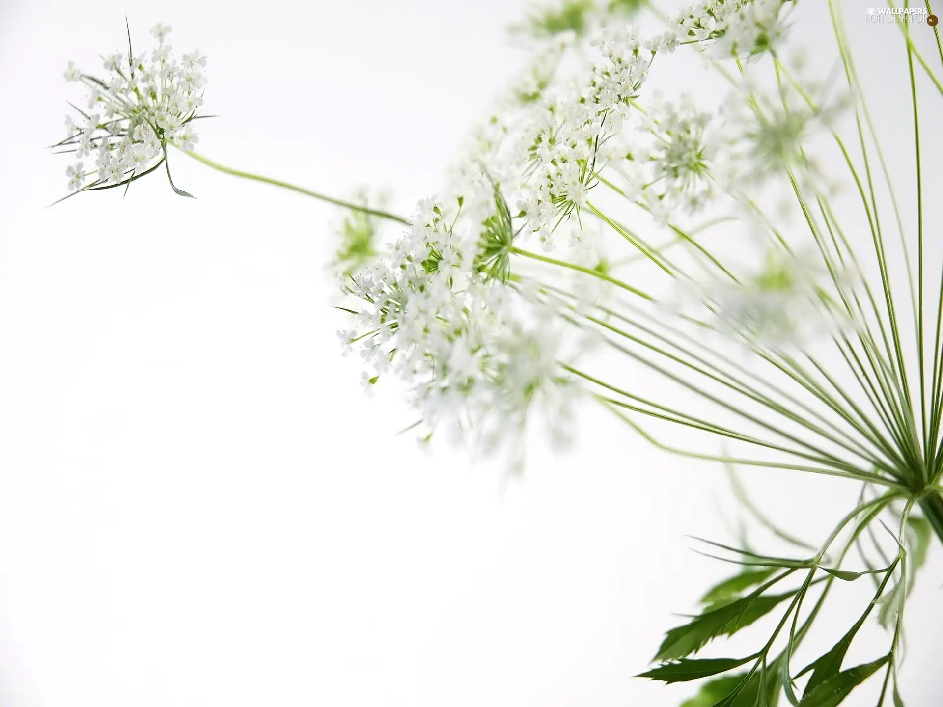 flower, dill