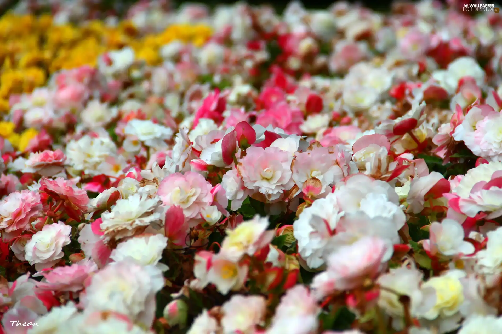 Flowers, discount