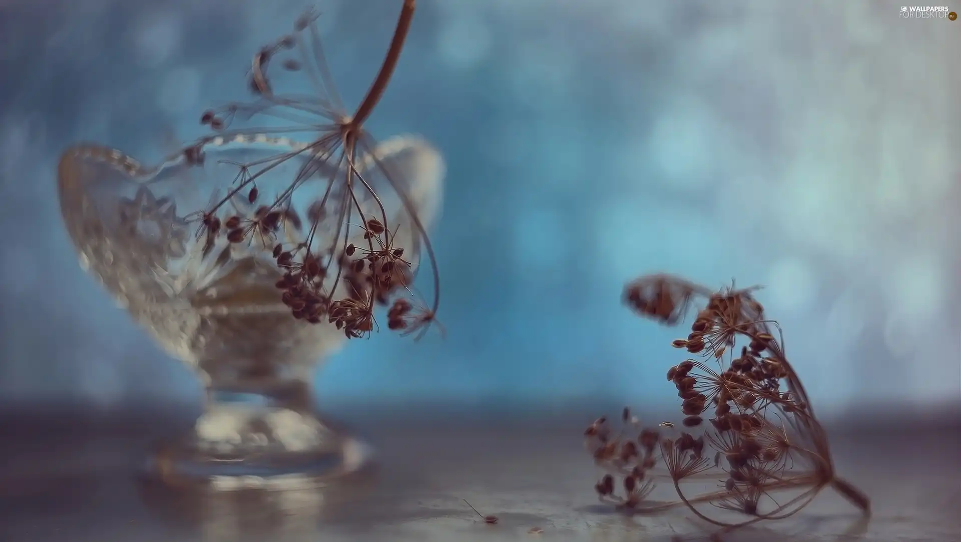 dish, Plants, glass