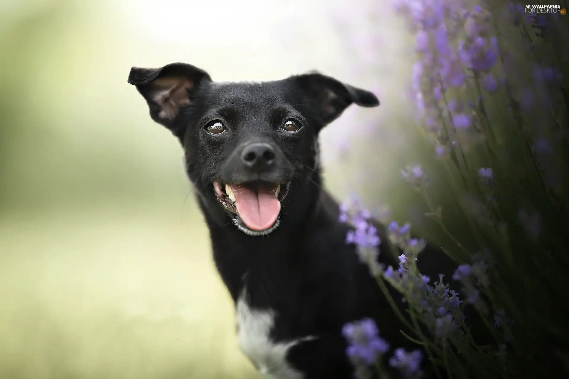 dog, cheerful, Black