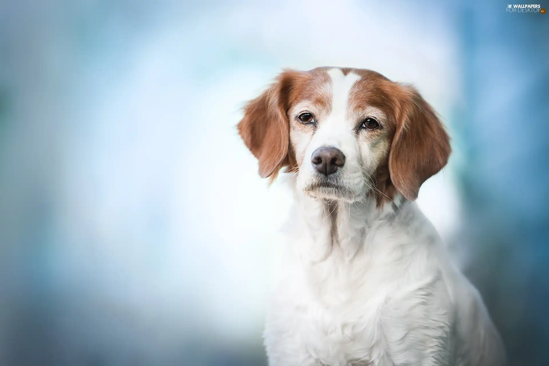 dog, White-brown