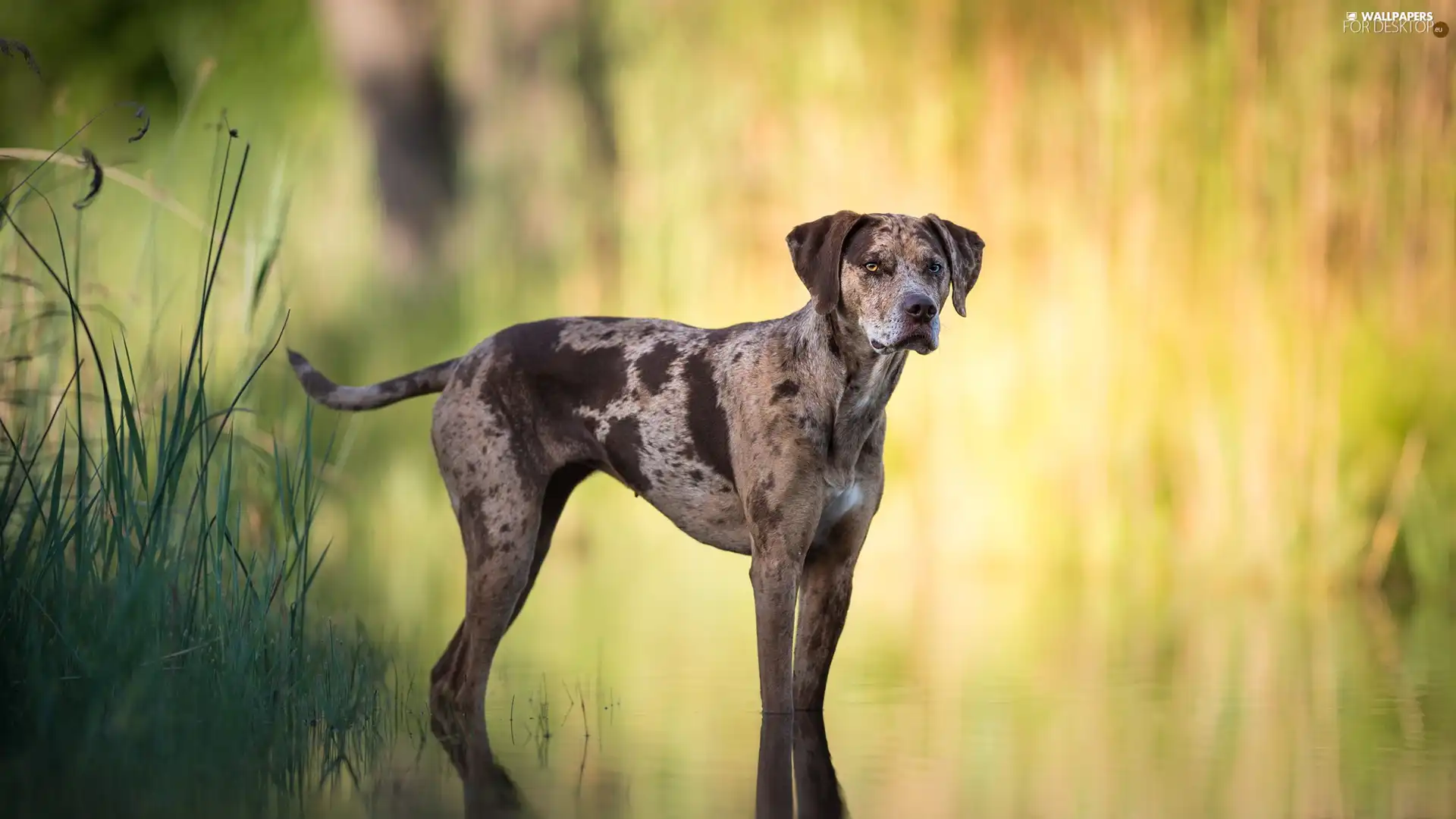 water, dog, fuzzy, background, Plants, Catahoula Leopard Dog