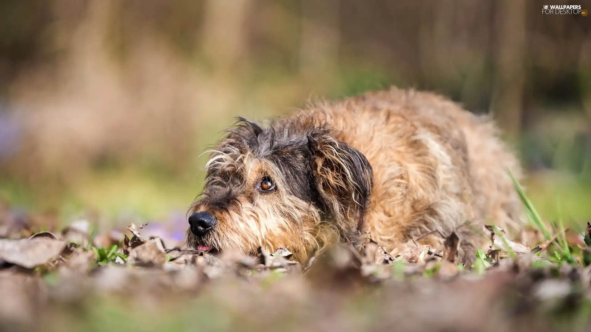 dog, lying, hairy