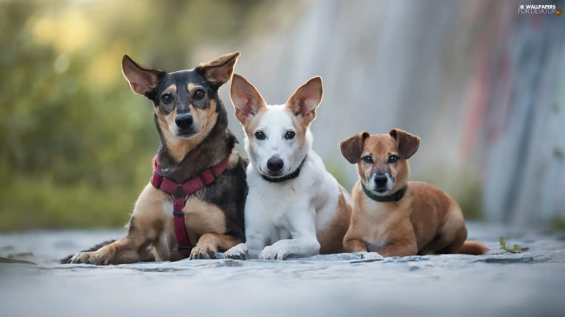 Dogs, Three, lying