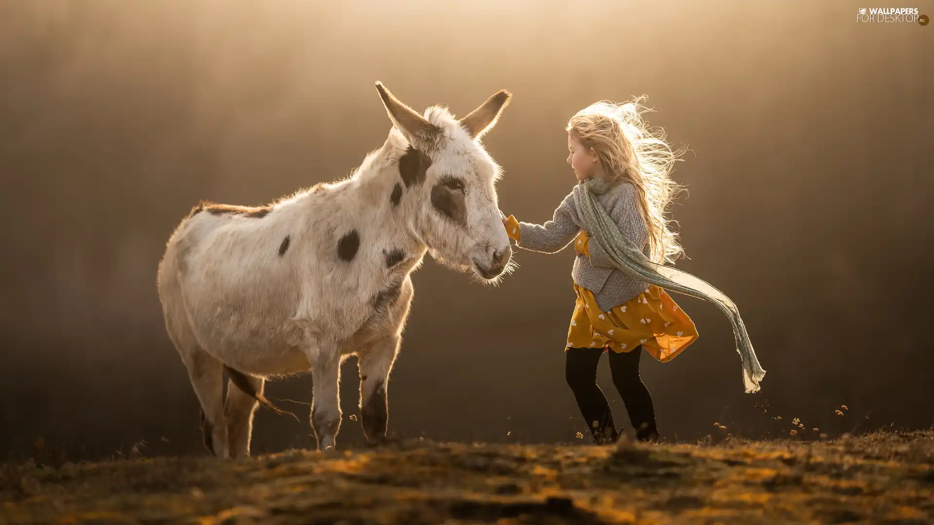 donkey, Kid, girl