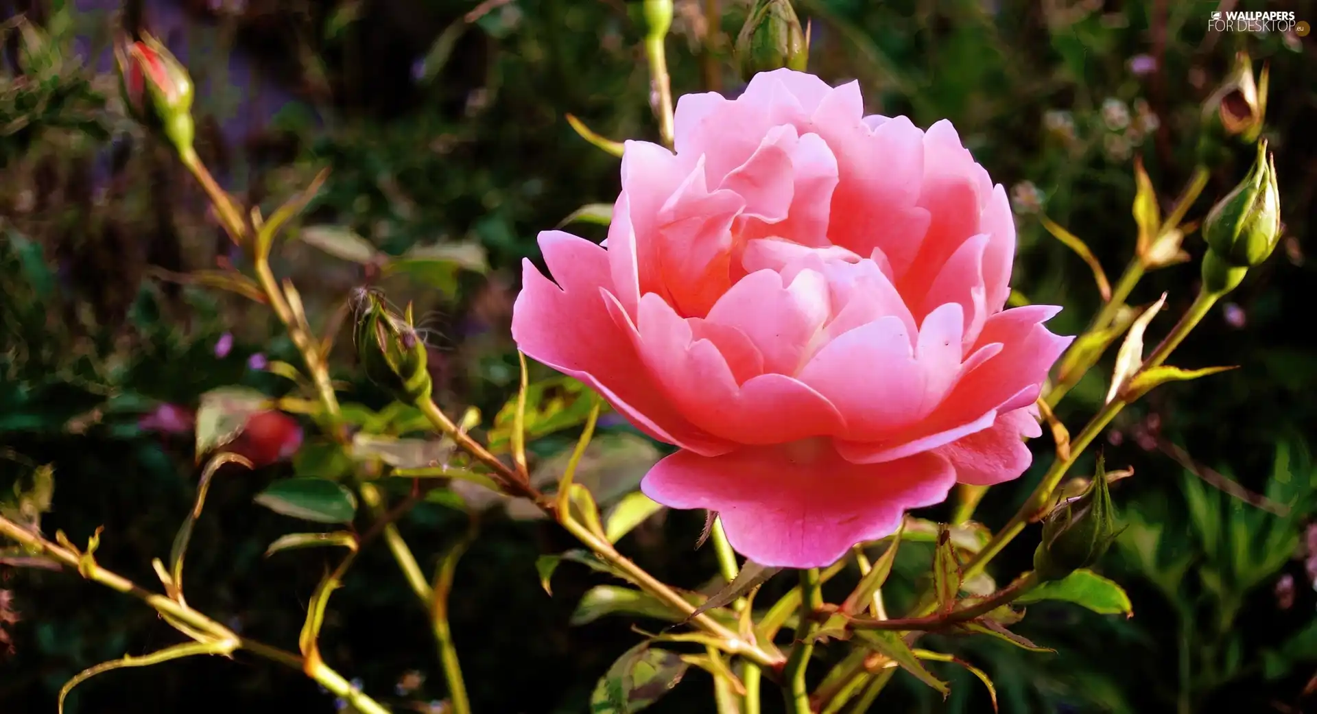 Beauty, rose, donuts, Pink