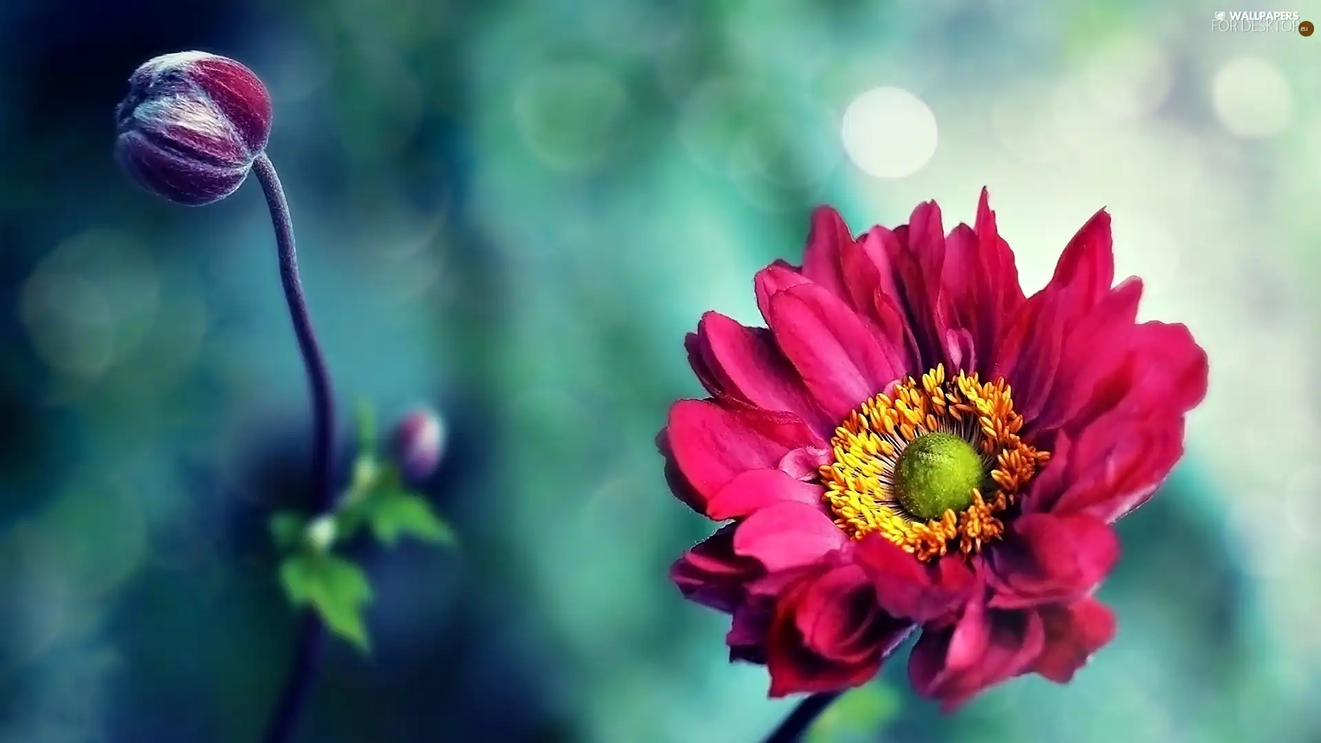 Close, Colourfull Flowers, doughnut, Pink