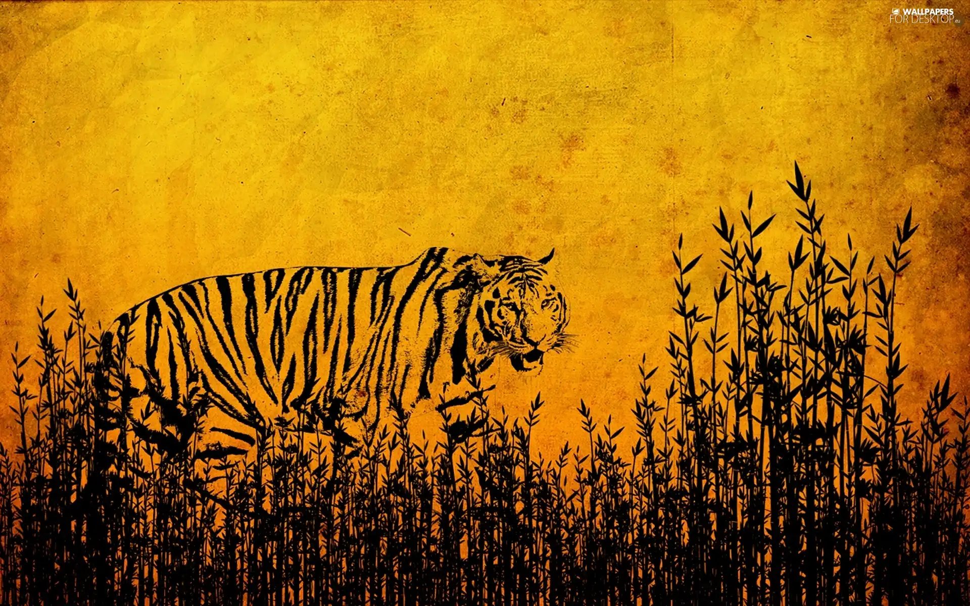 tiger, Drawing