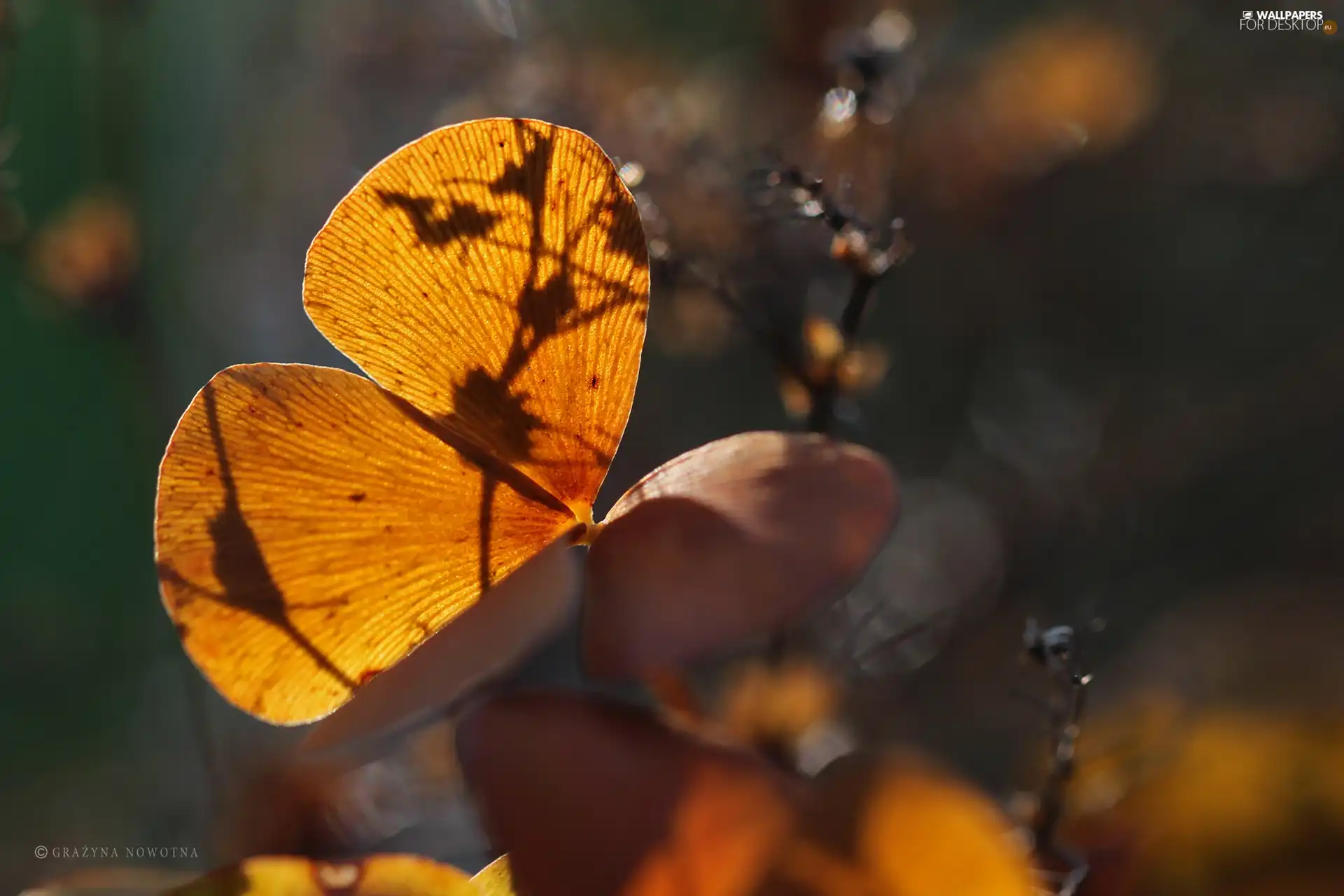 driers, leaf, Autumn