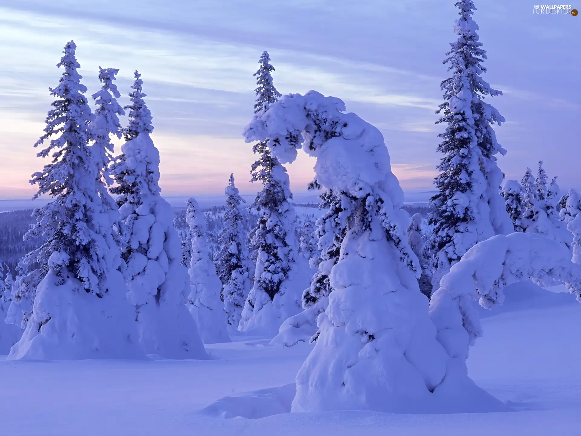 drifts, Frost, coniferous, snow, forest