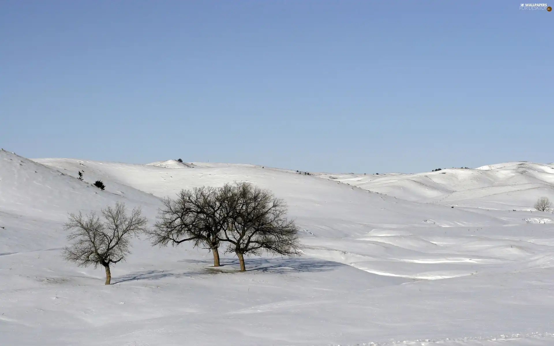 drifts, Frost, viewes, snow, trees