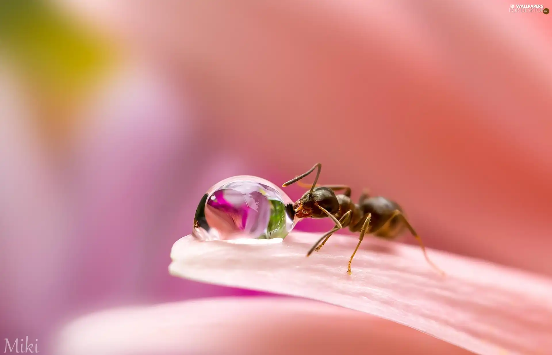 drop, Close, flower, ant, petal