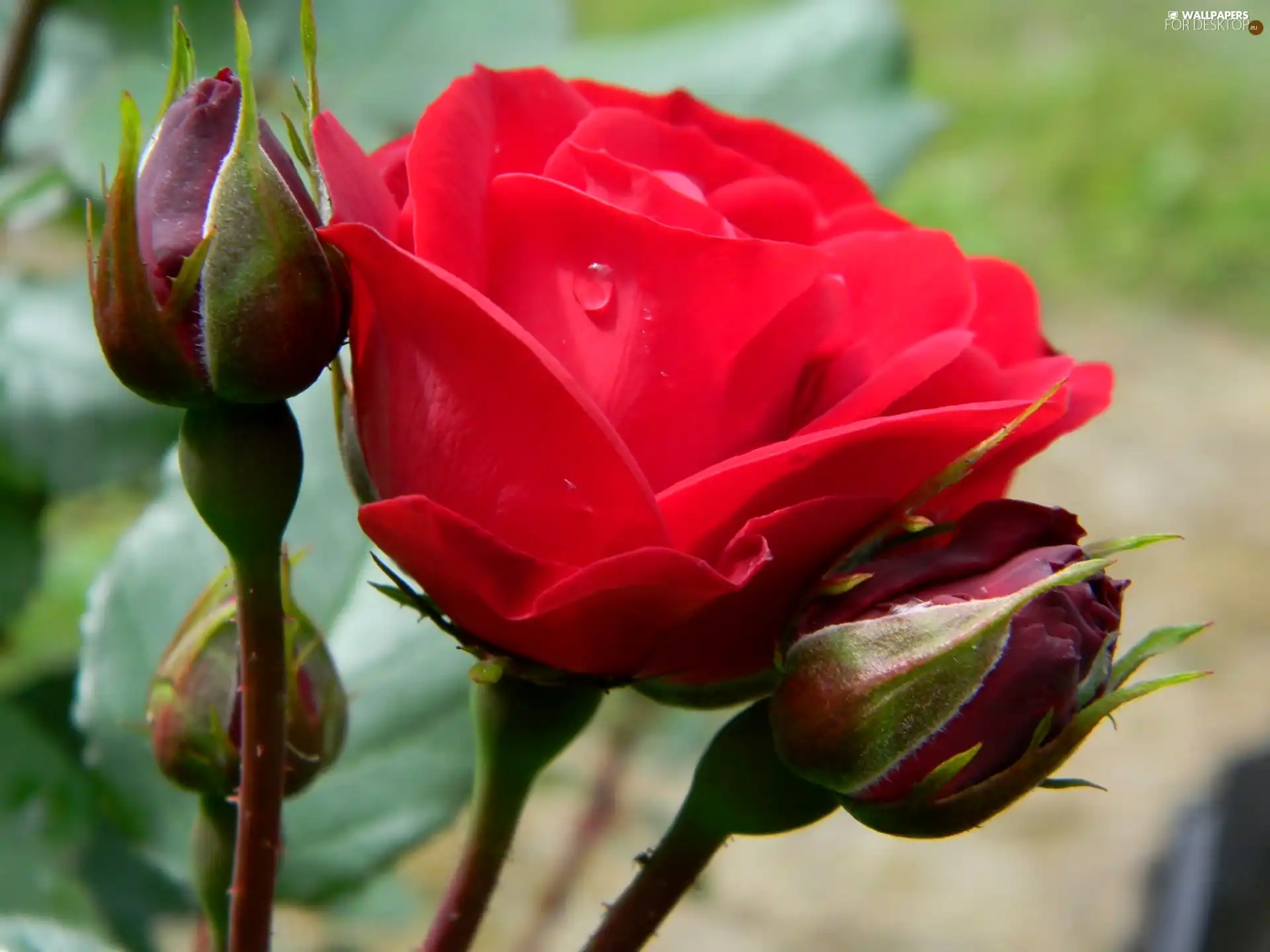 drop, water, rose, Buds, red hot