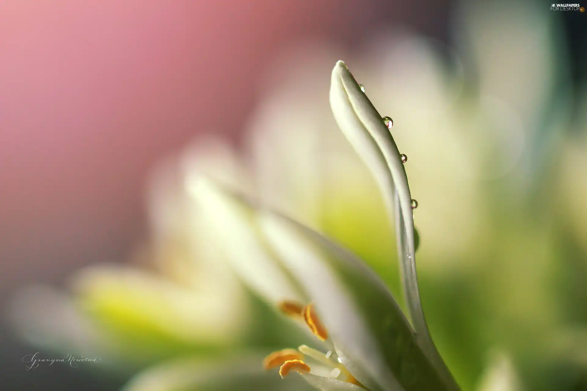 White, petal, droplets, Colourfull Flowers