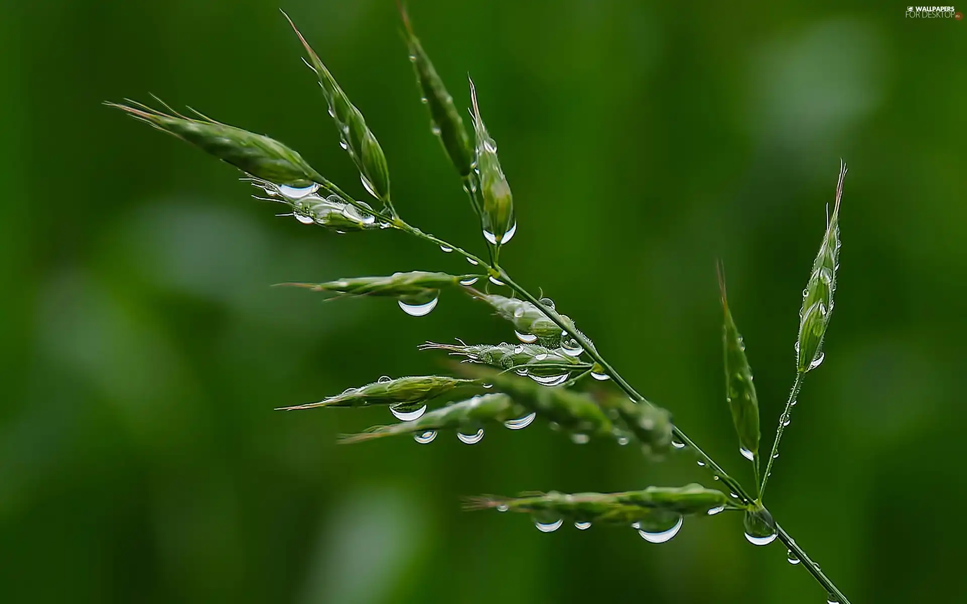 droplets, grass, dew