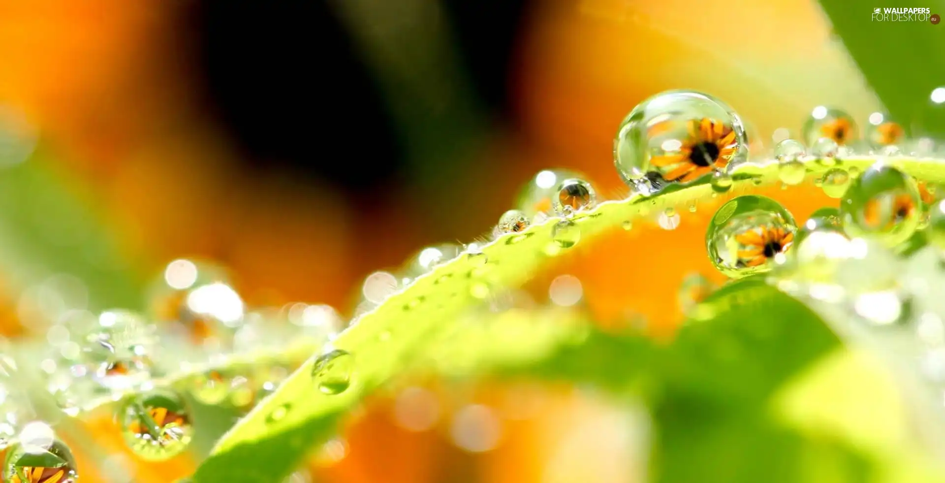 Leaf, droplets