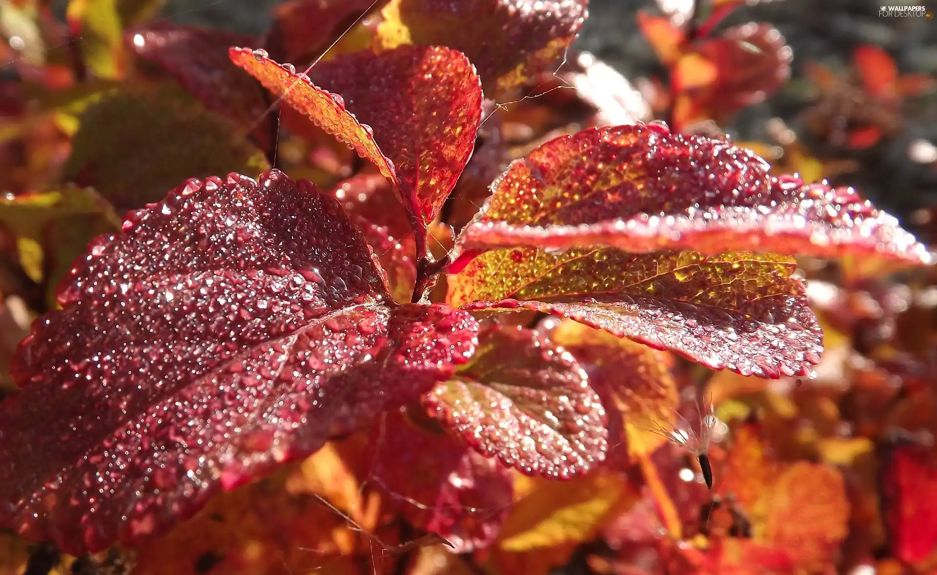 droplets, Rosy, Leaf, shimmering, Red