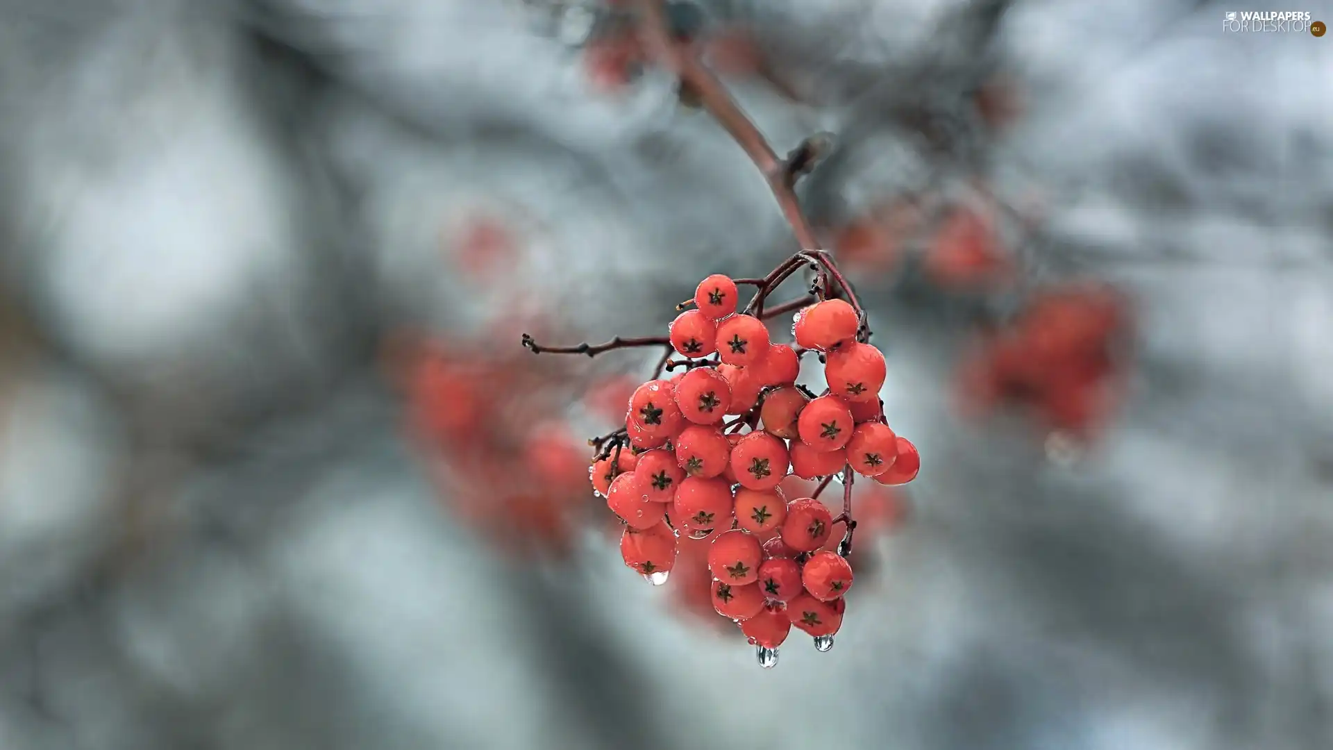 blurry background, Plant, drops