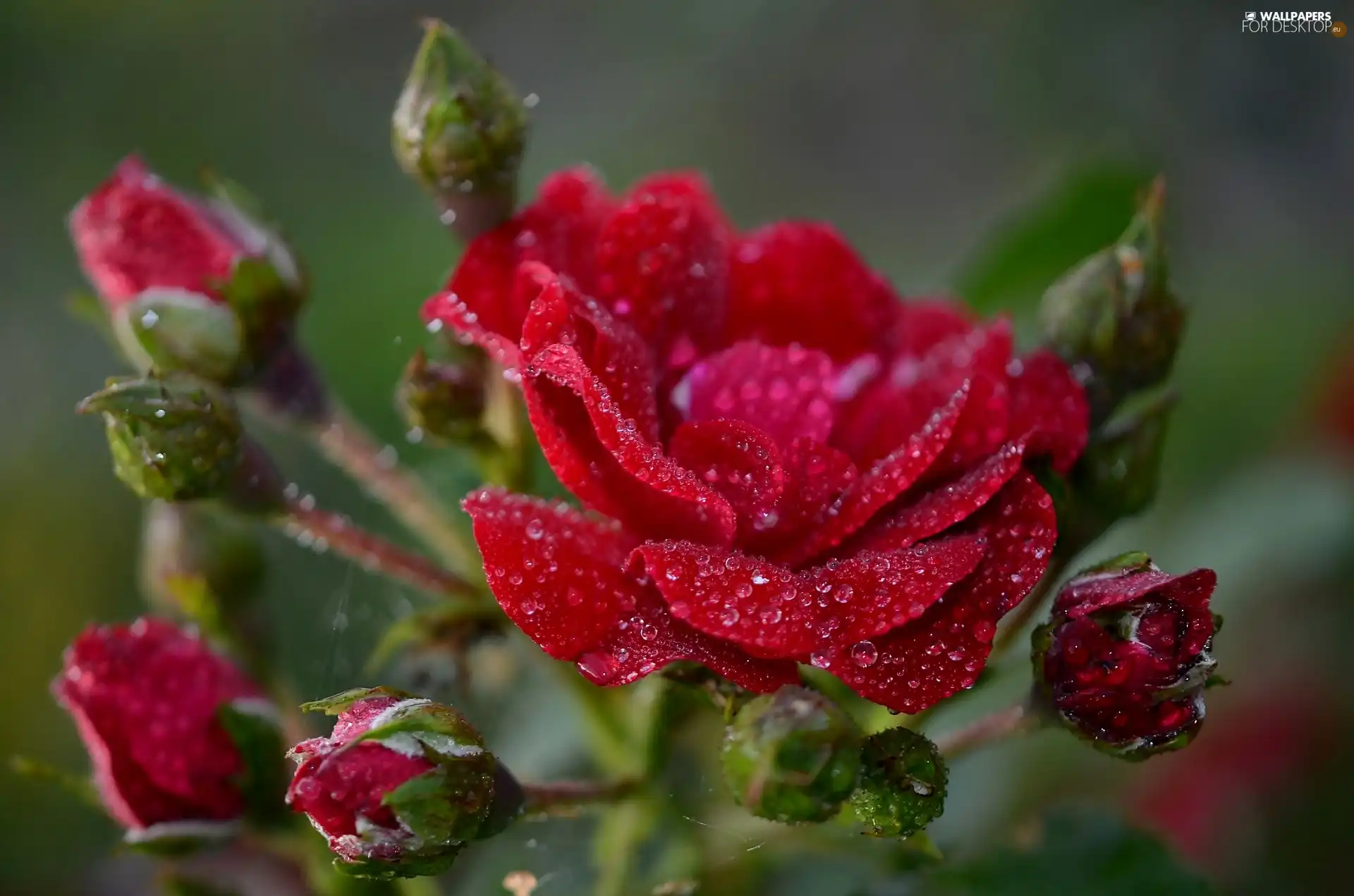 drops, rose, Buds