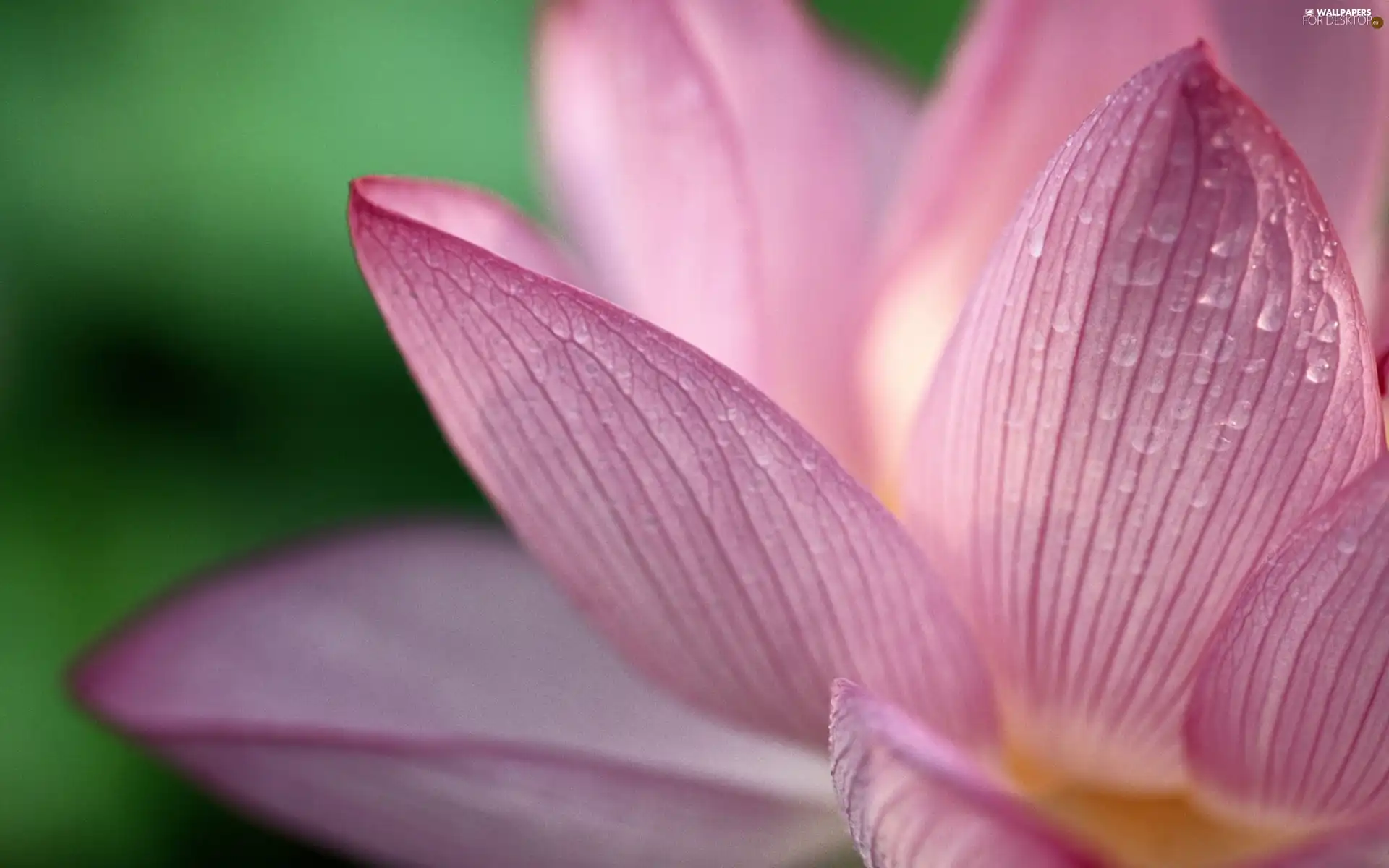 drops, water, Colourfull Flowers, flakes, Pink