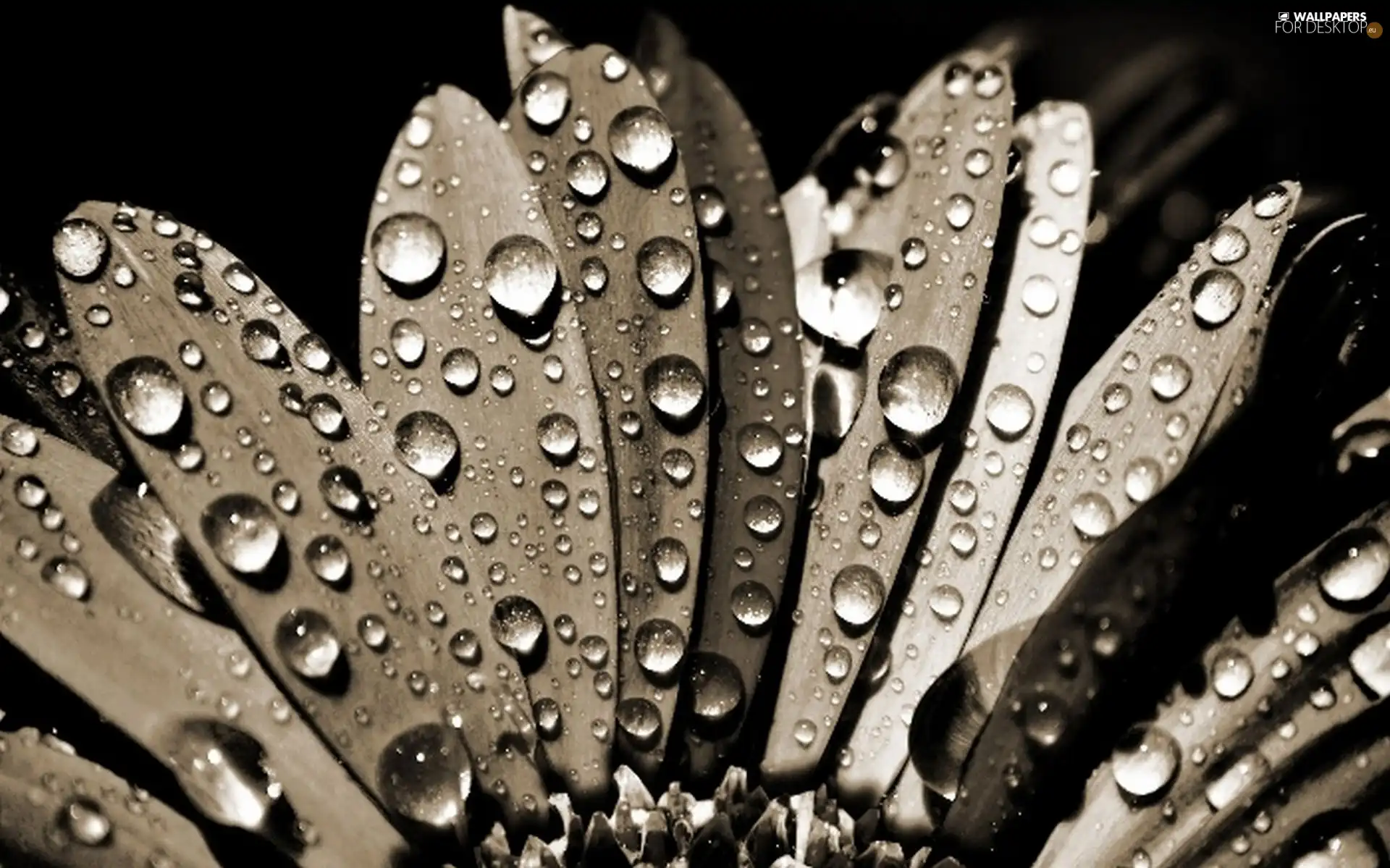 water, Colourfull Flowers, drops