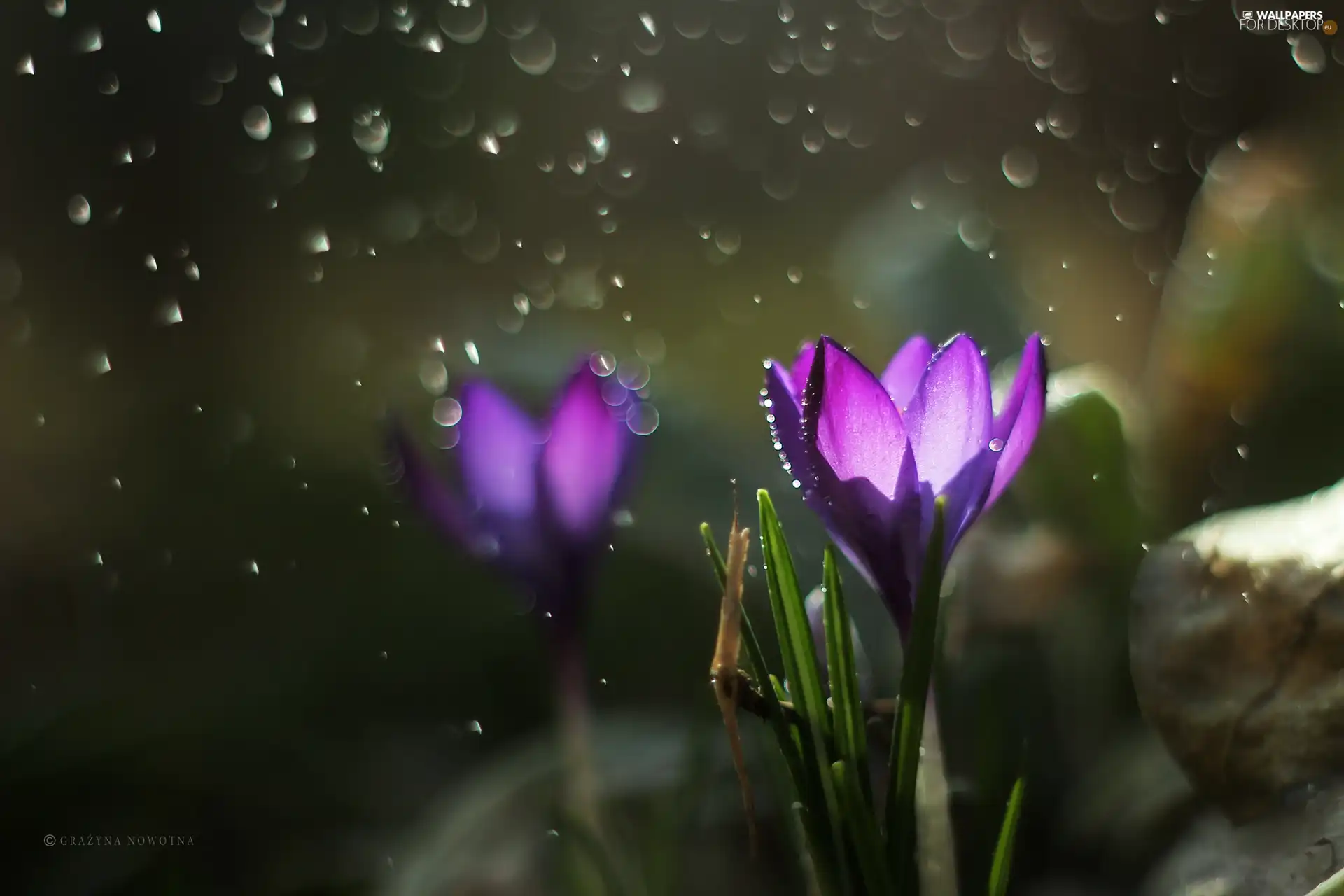 crocus, Colourfull Flowers, drops, Violet