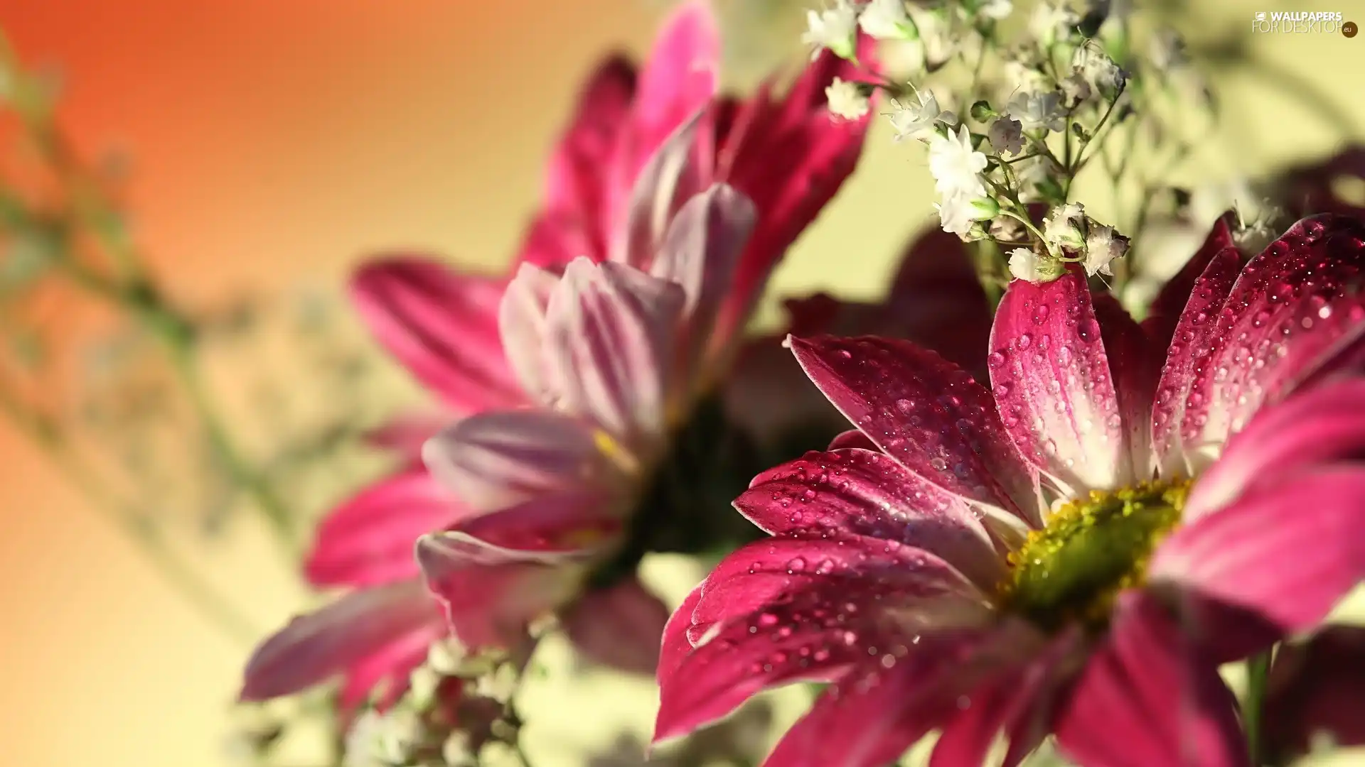 gerberas, drops