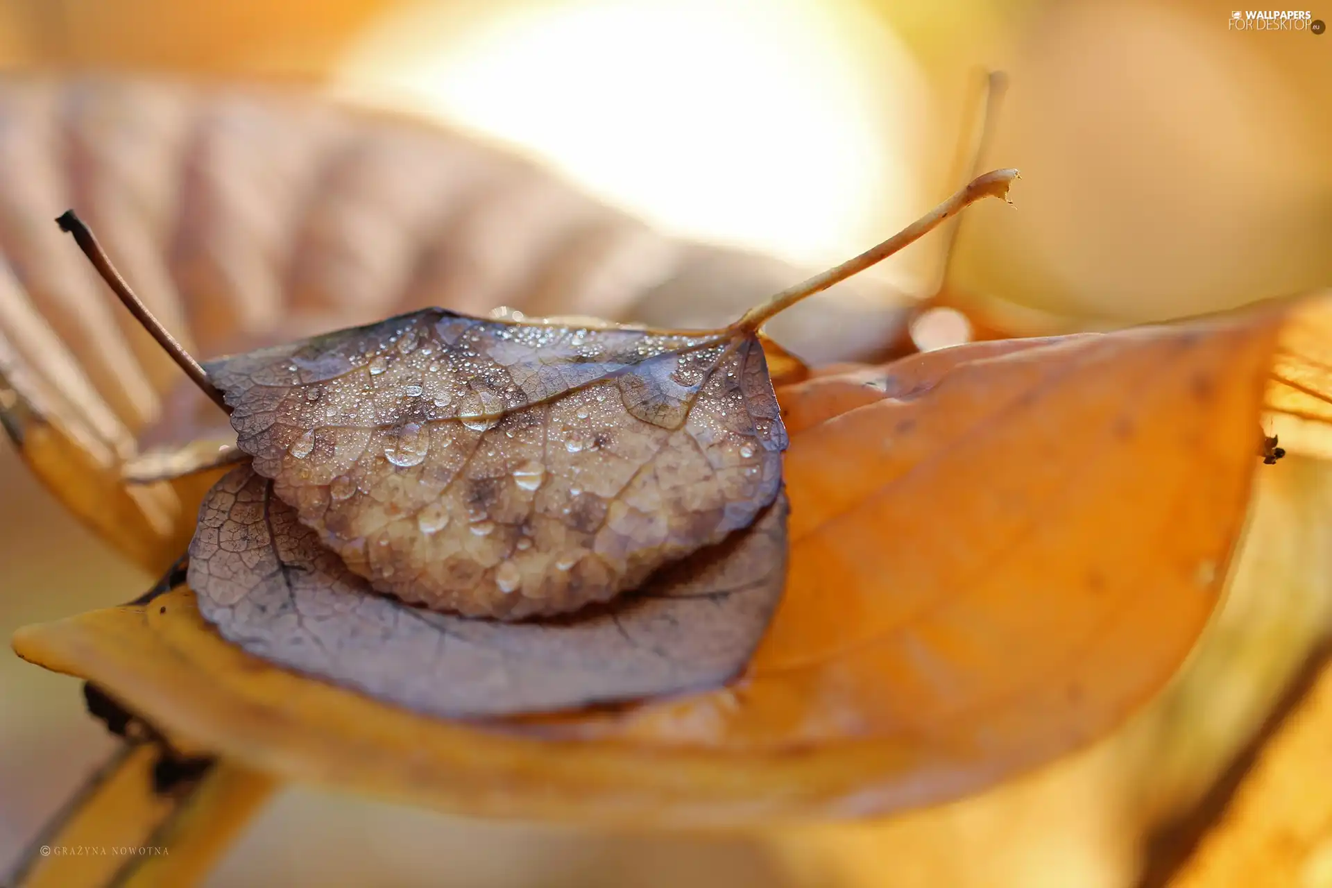 drops, Autumn, Leaf