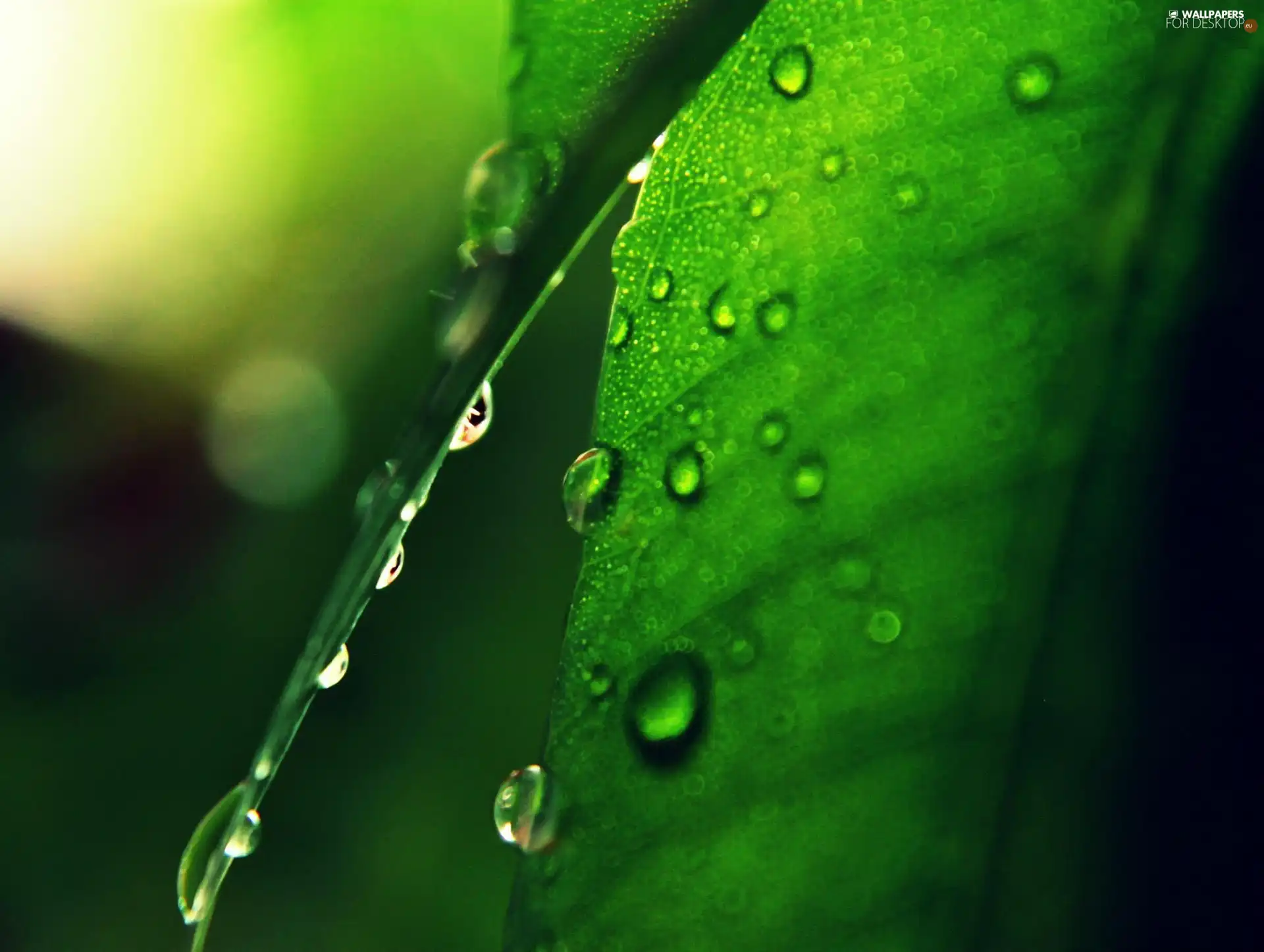 drops, Green, leaf