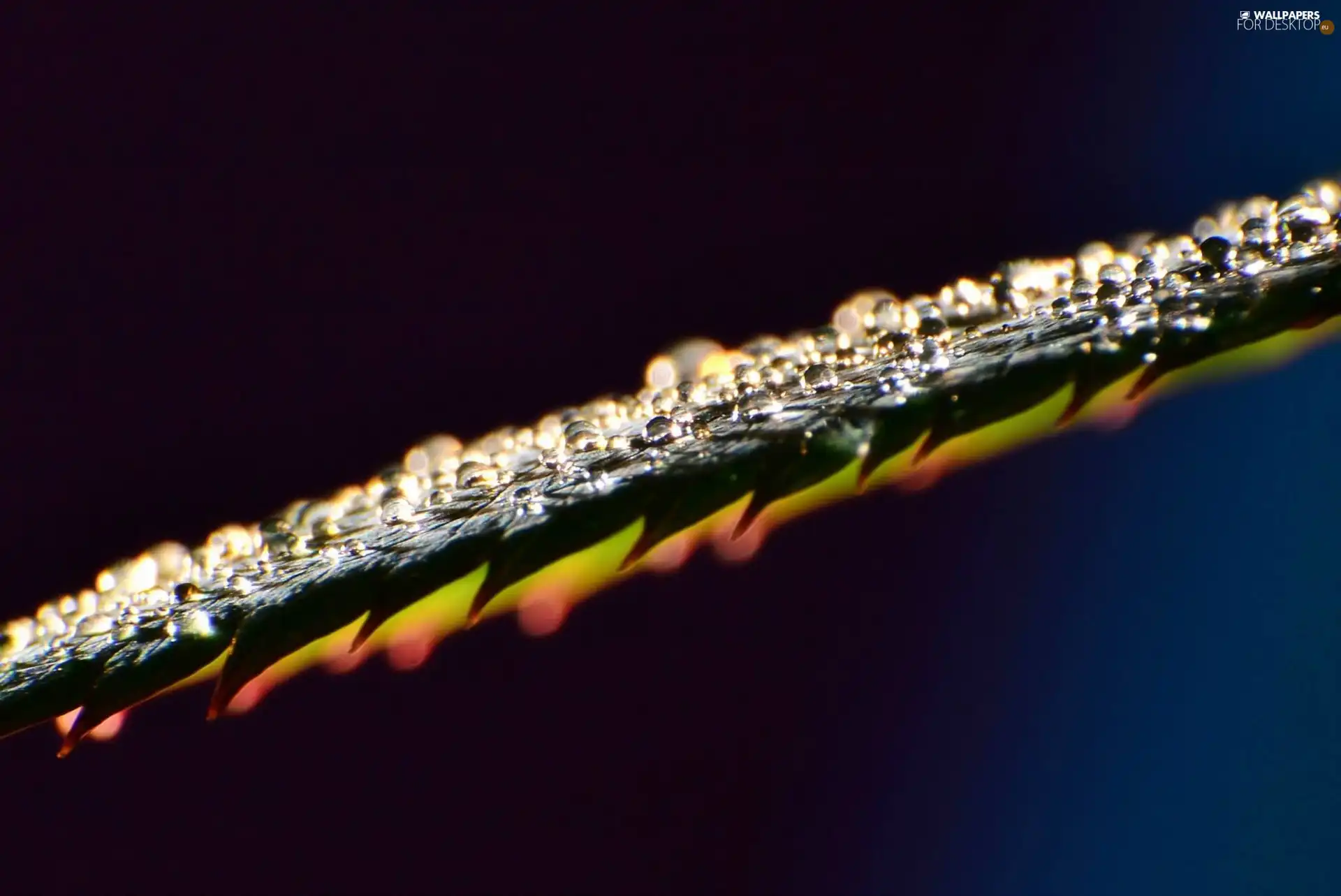 leaf, drops