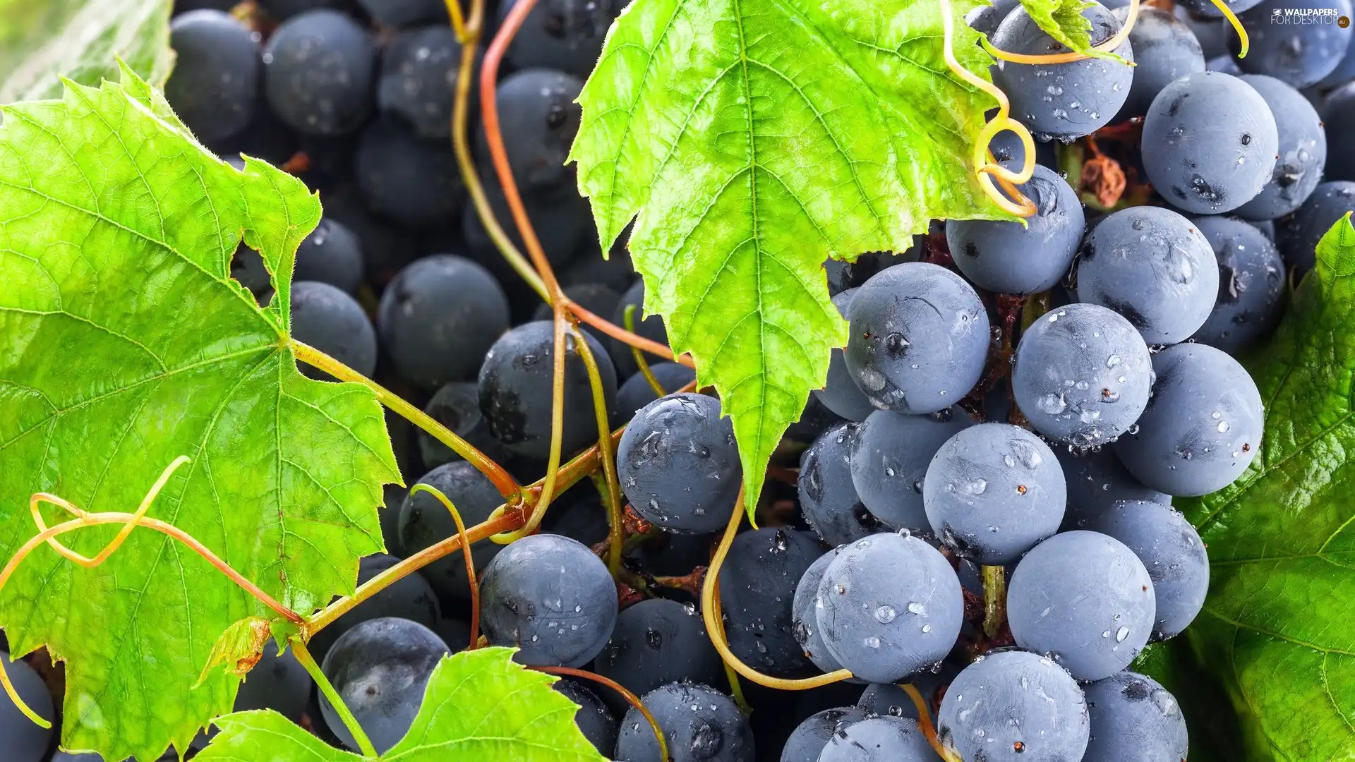 Mature, Leaf, drops, Grapes