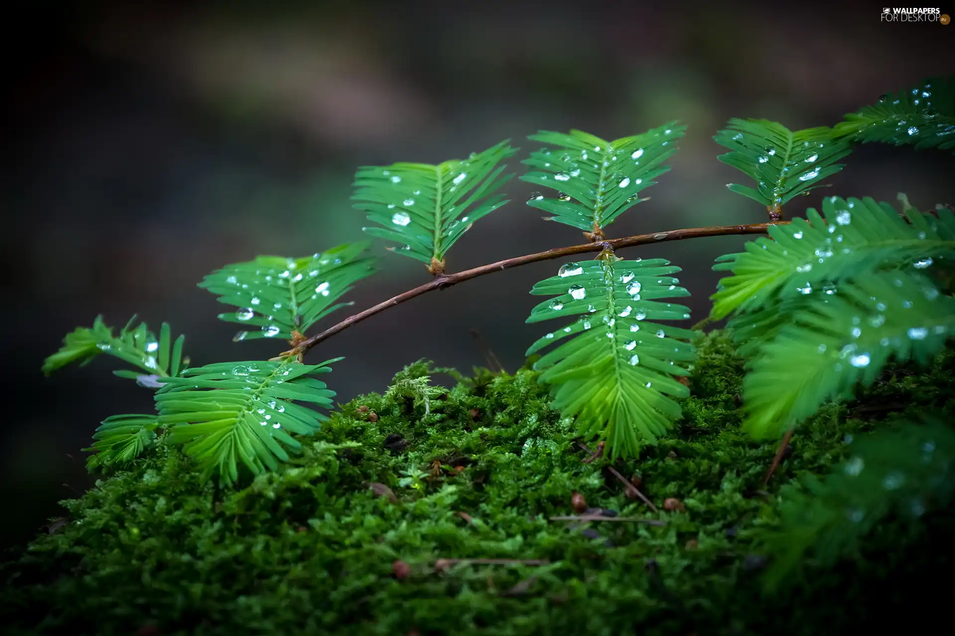 drops, Leaf, Moss