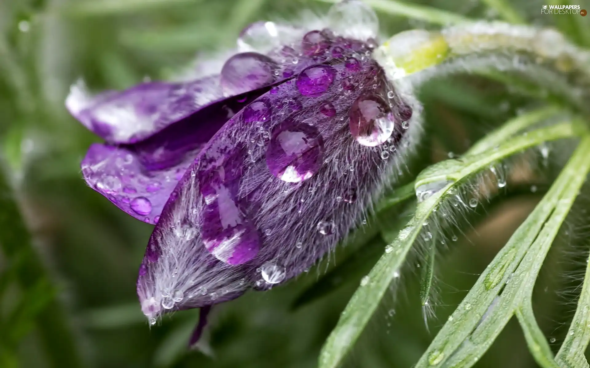 drops, Violet, pasque