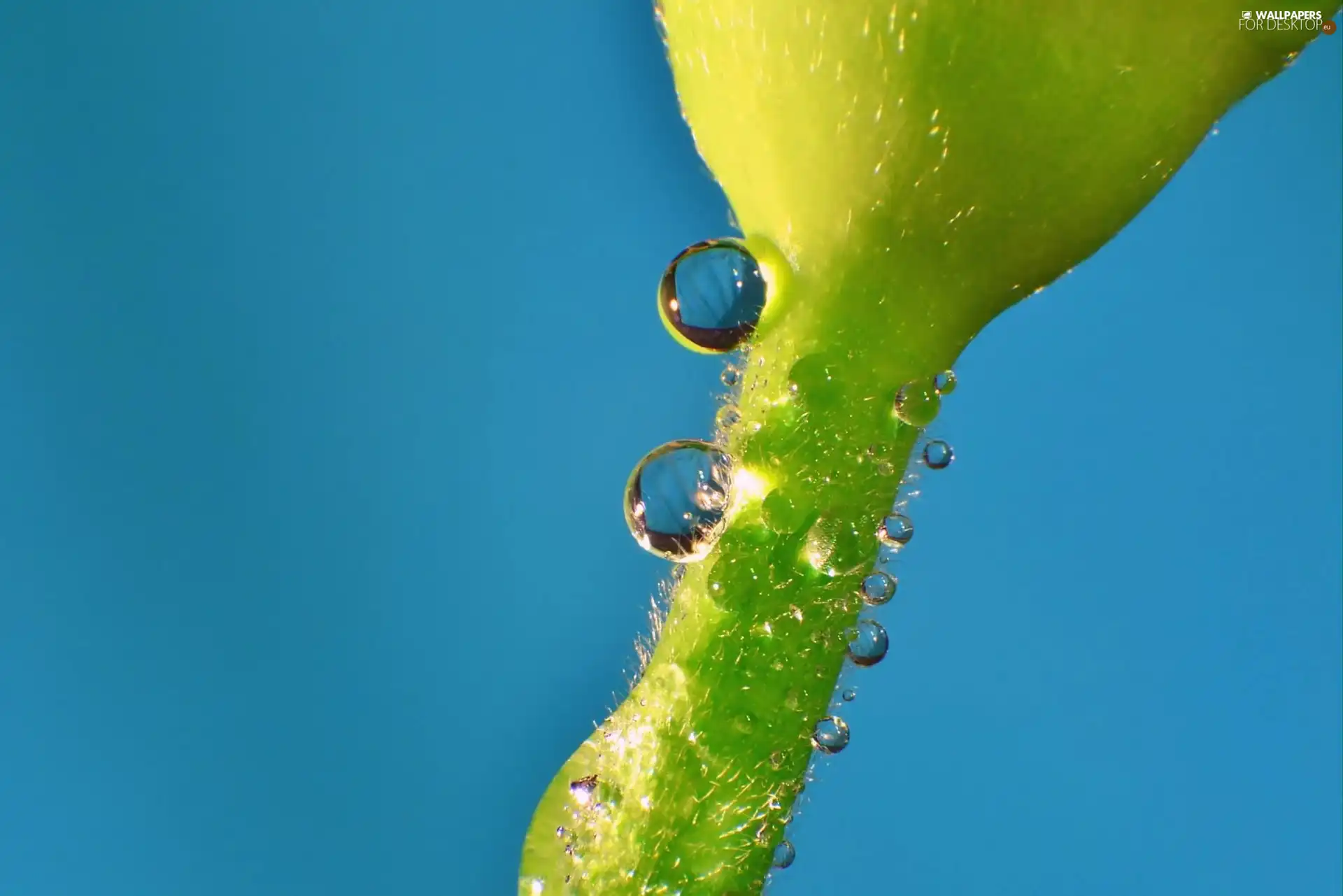 plant, drops