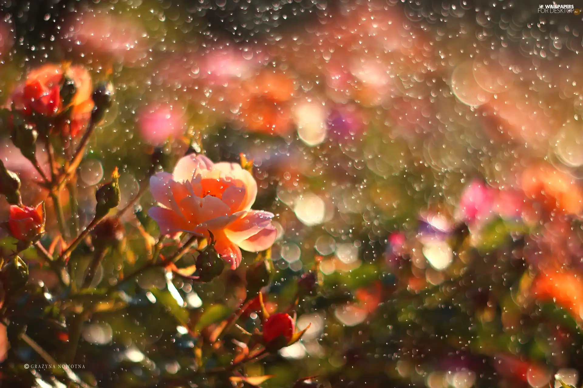 roses, Rain, drops, Flowers