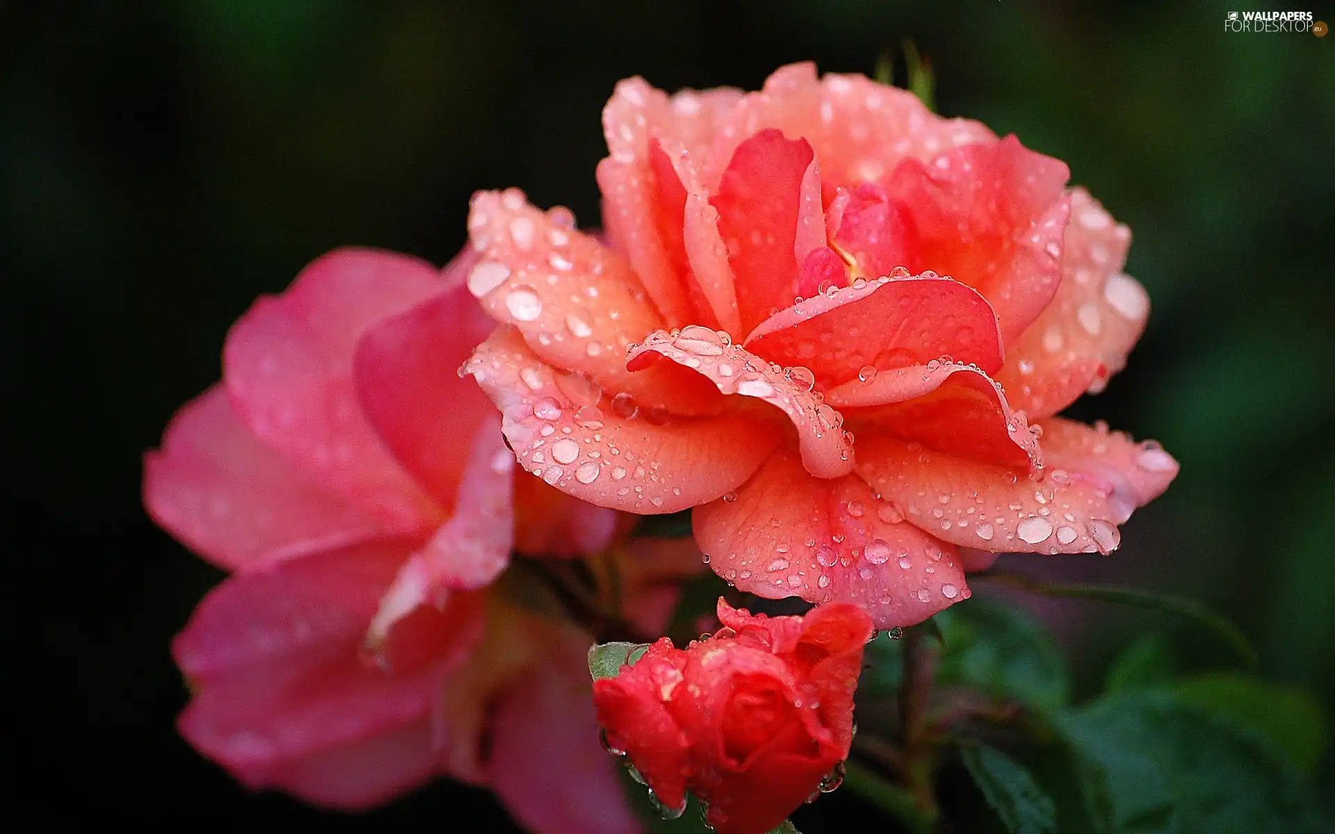 drops, water, rose, flakes, Colourfull Flowers