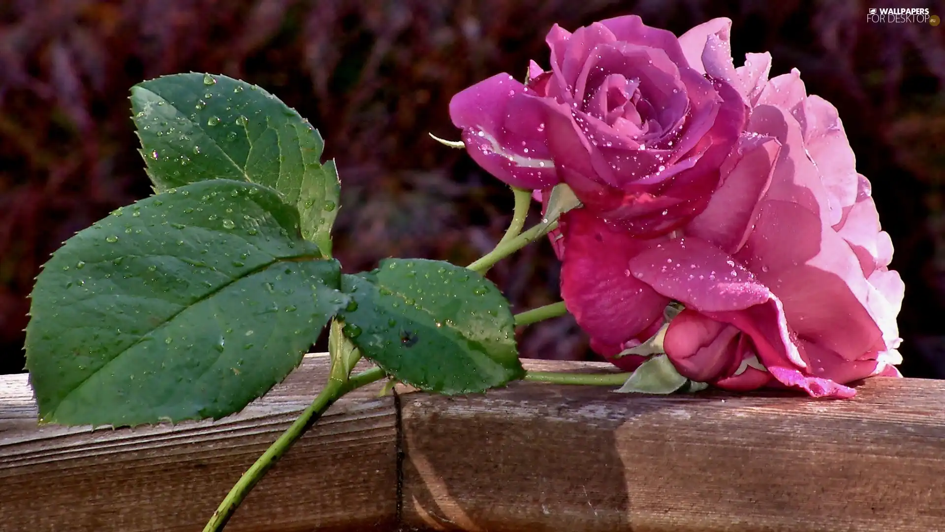 drops, water, Pink, rose, Colourfull Flowers