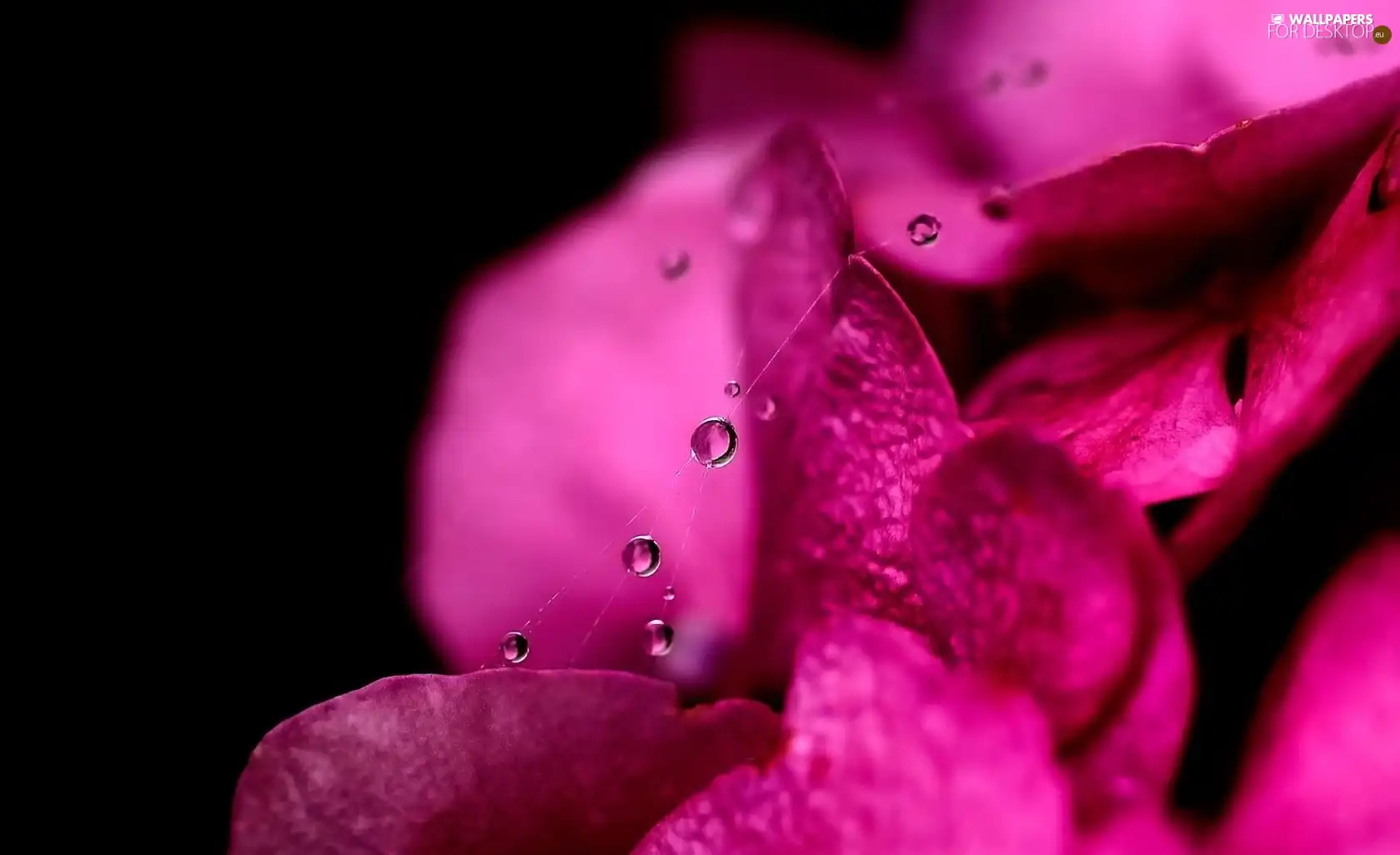 drops, water, Flowers, Web, Pink
