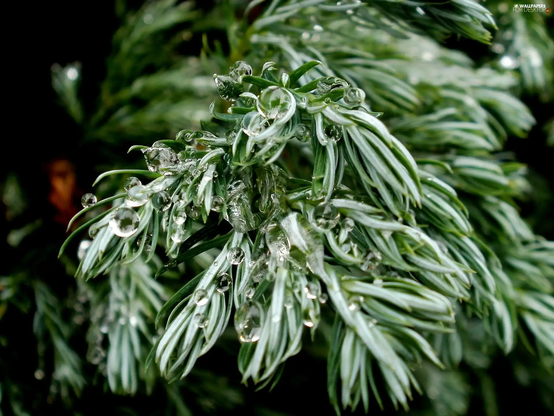 drops, water, viewes, Conifers, trees