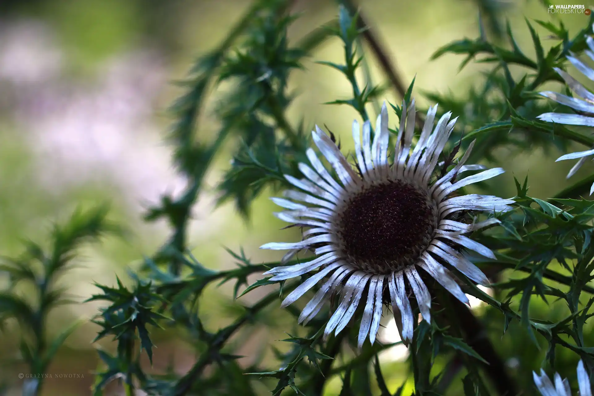 flakes, Colourfull Flowers, dry